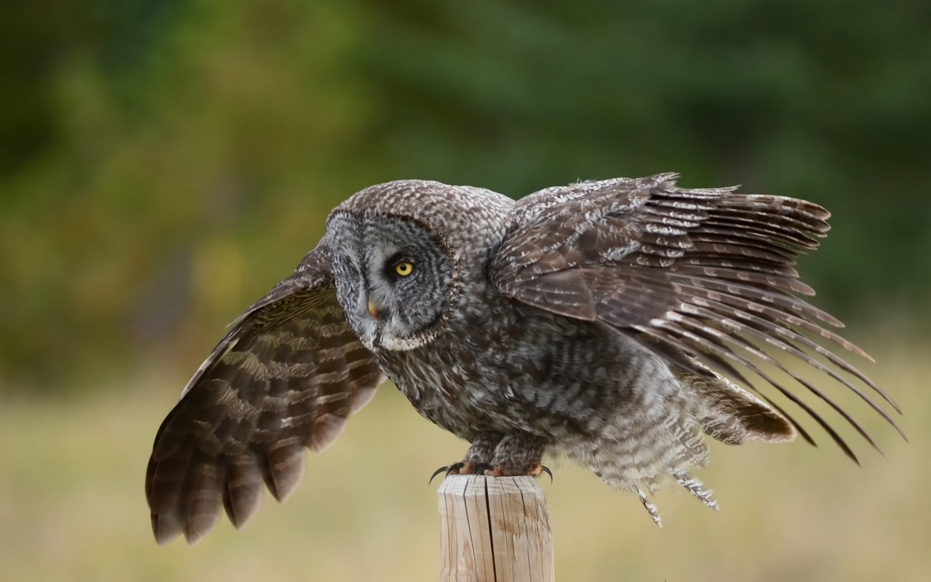 búho pájaro pilar alas barbudo oscuro