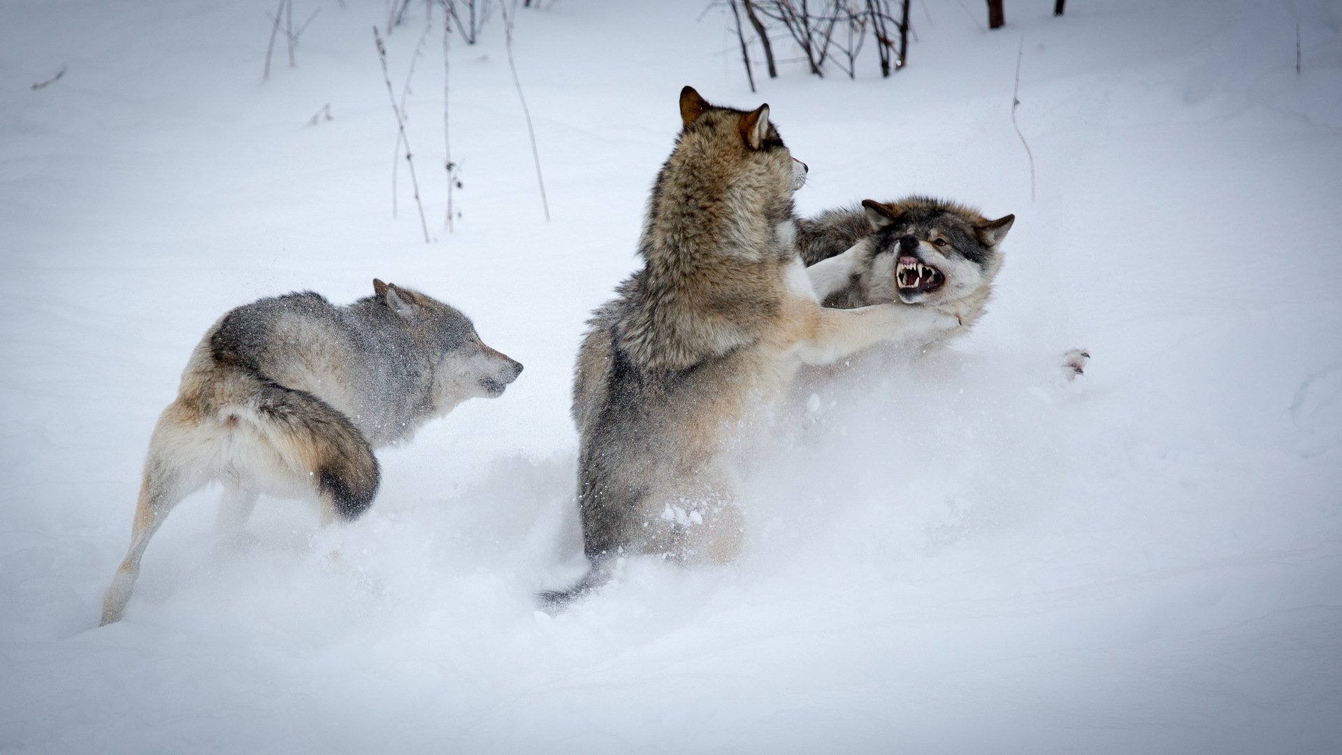 hiver neige loups lutte