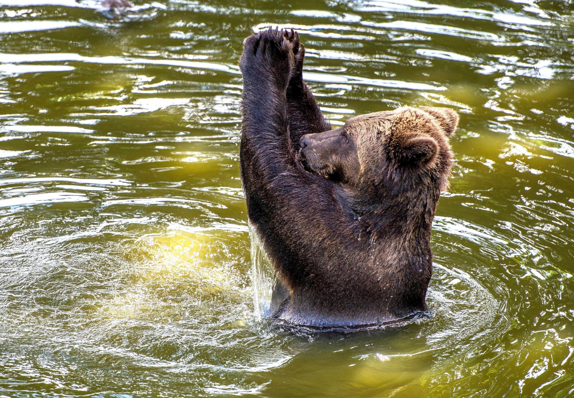 wasser europäisch braunbär applaus blair drummond safari park schottland