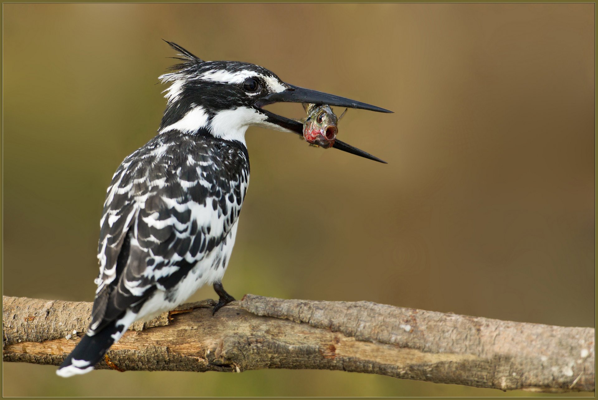 branch poultry kingfisher multicolored fish catch food