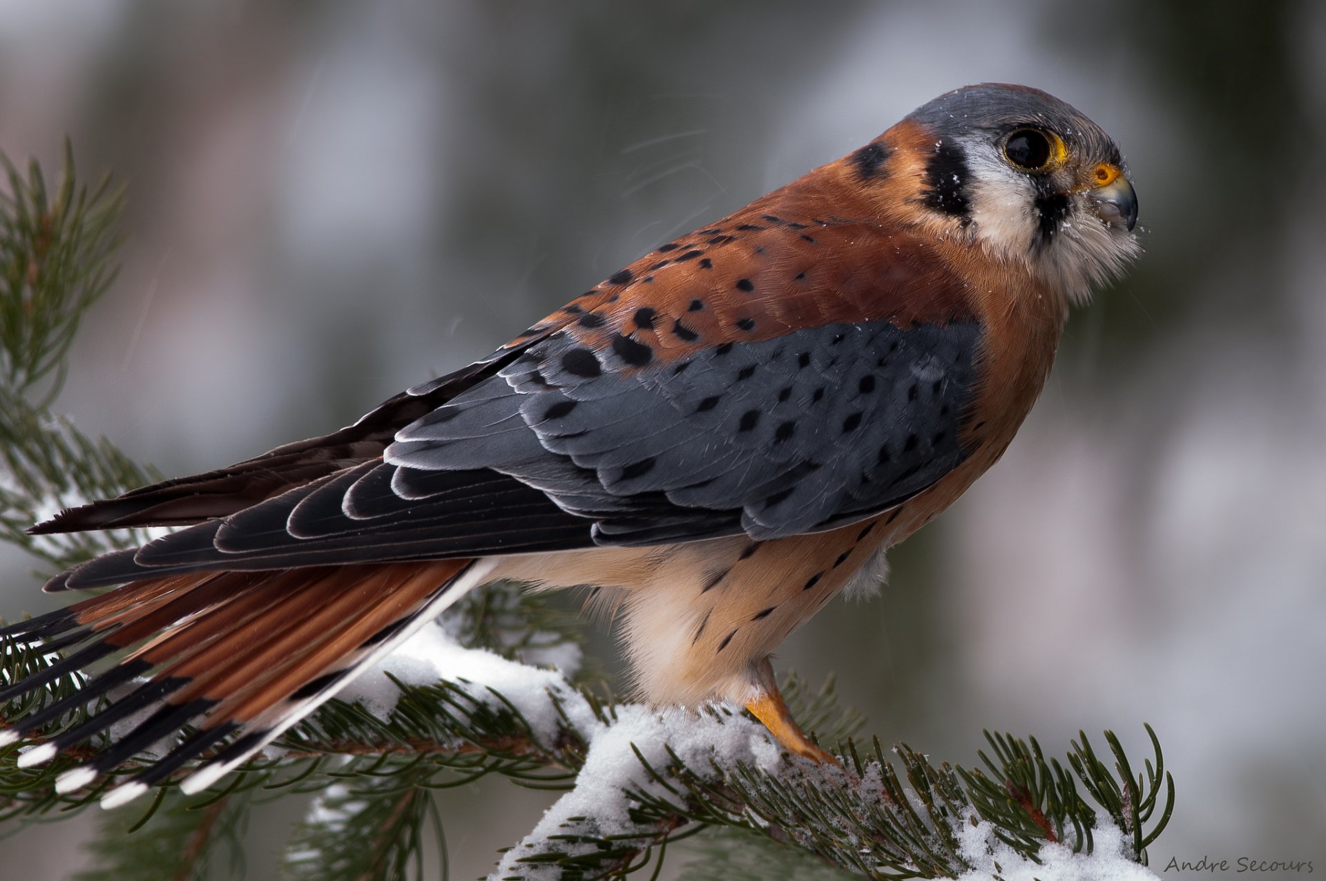 uccello ramo inverno neve aghi abete rosso