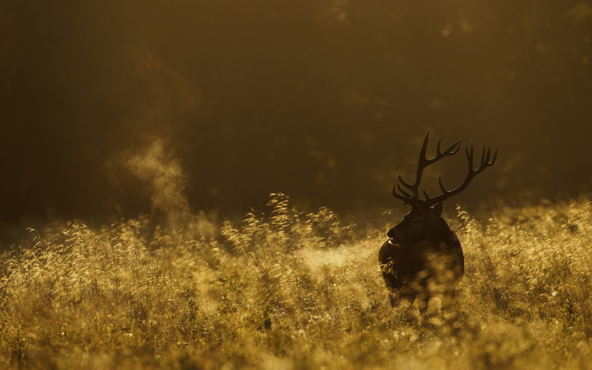 hirsch morgen feld natur