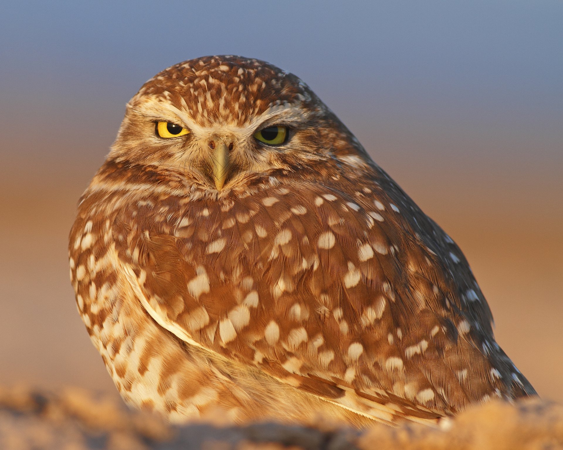 oiseau hibou fond