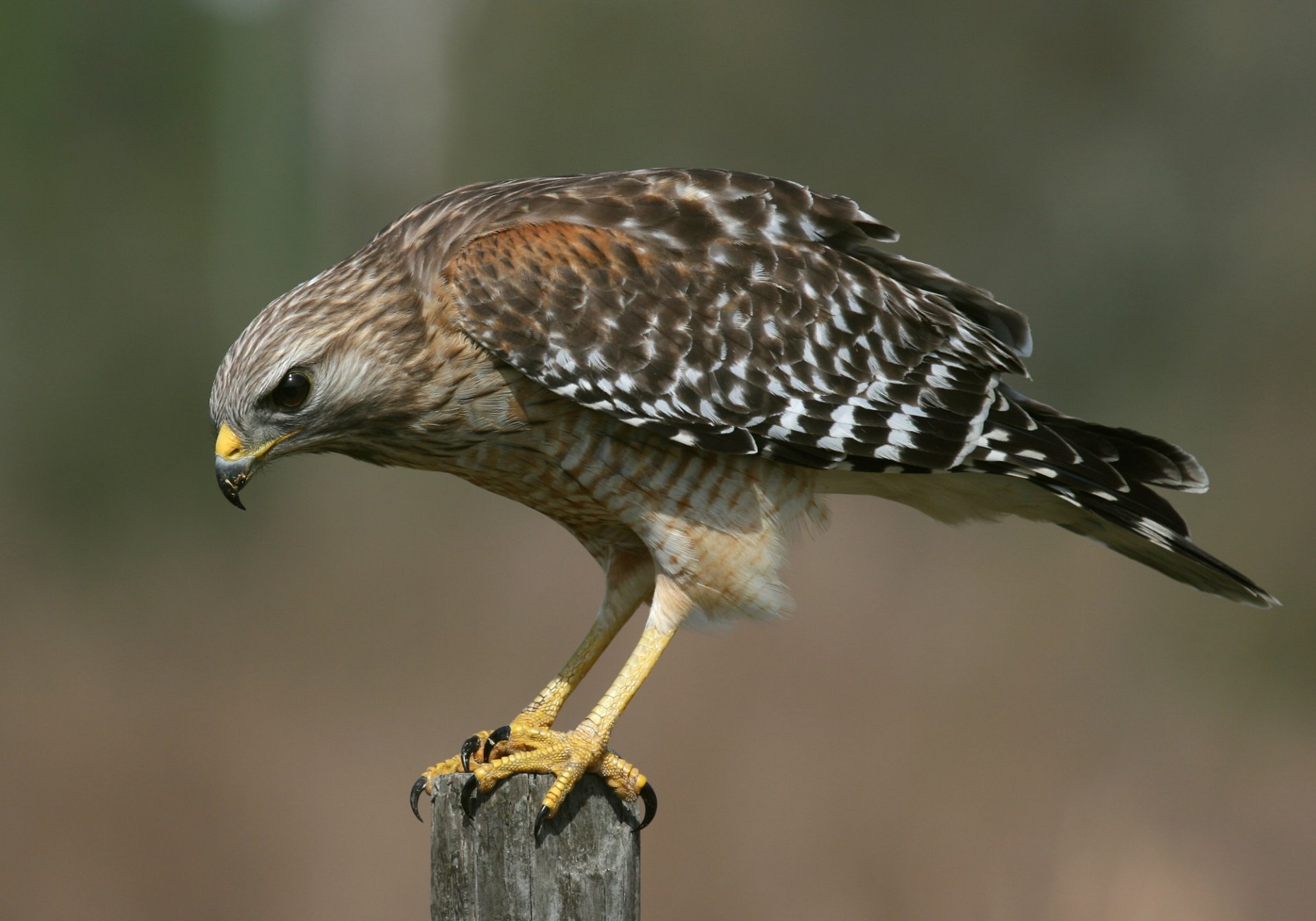 poultry hawk claws sitting