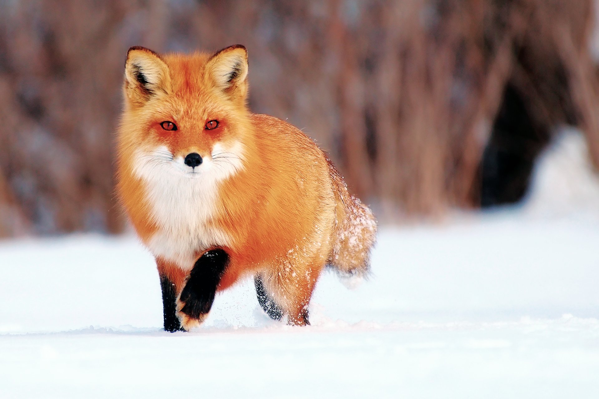 renard renard hiver neige