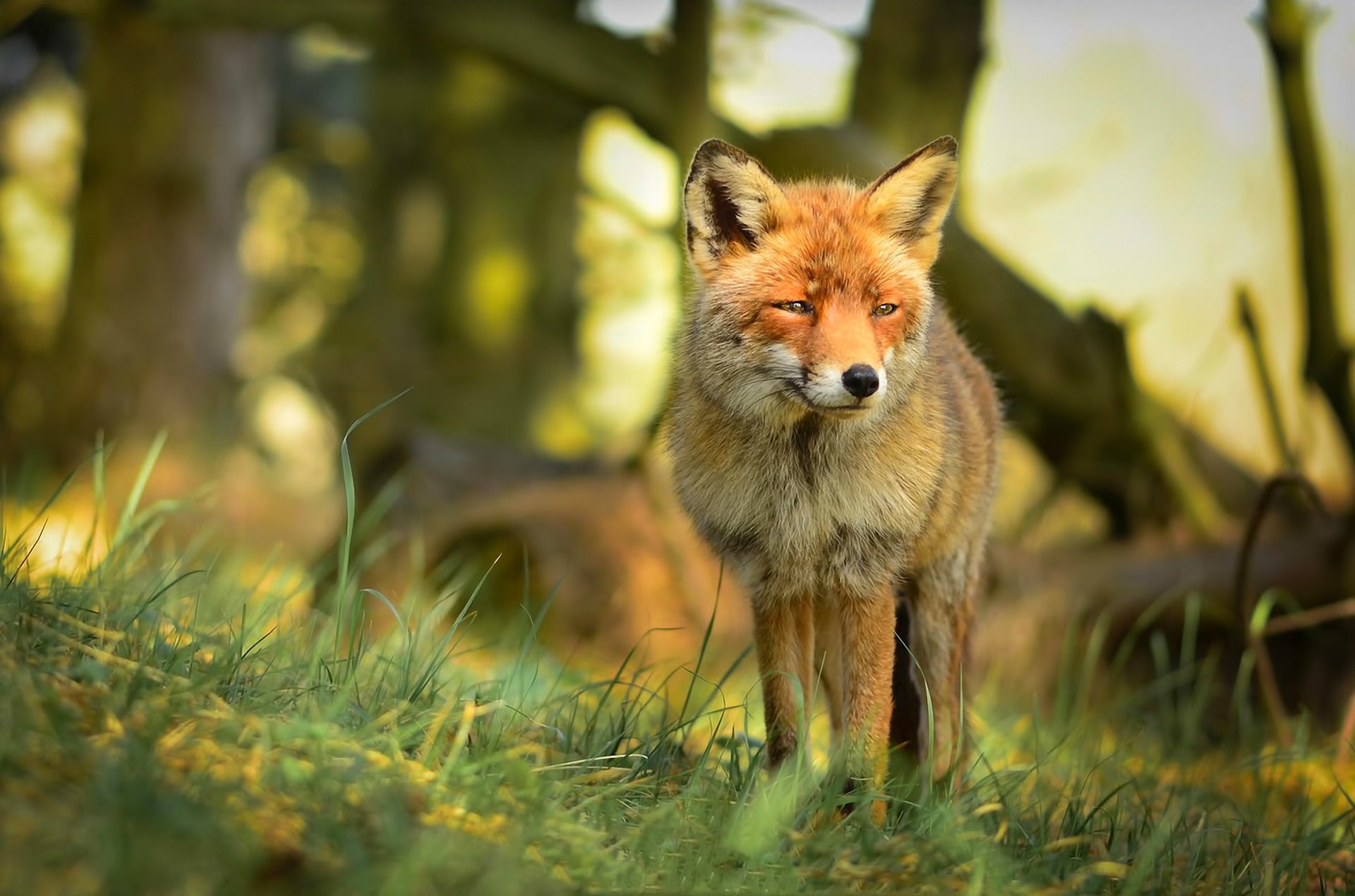 renard prédateur forêt vue nature rousse