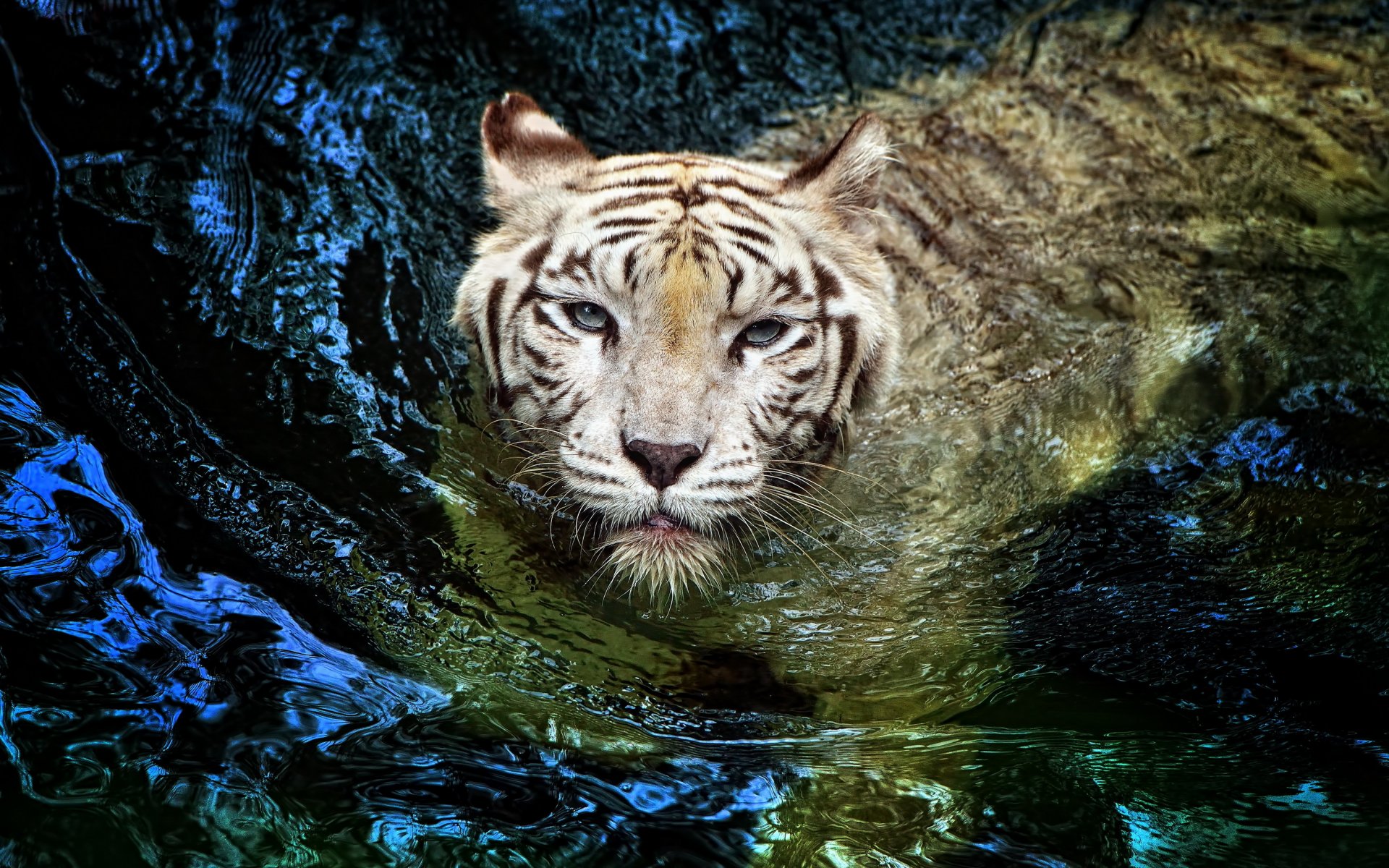 tigre blanco albino nadando gato grande