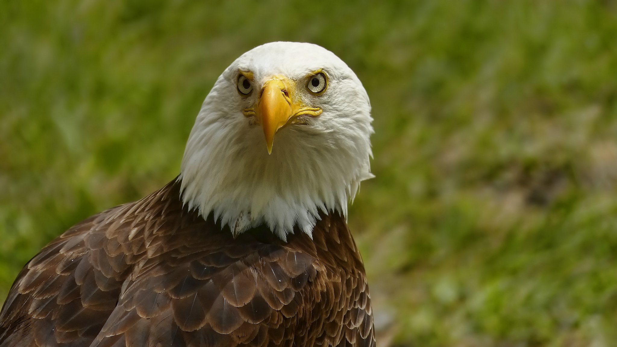 águila calva águila pájaro retrato vista