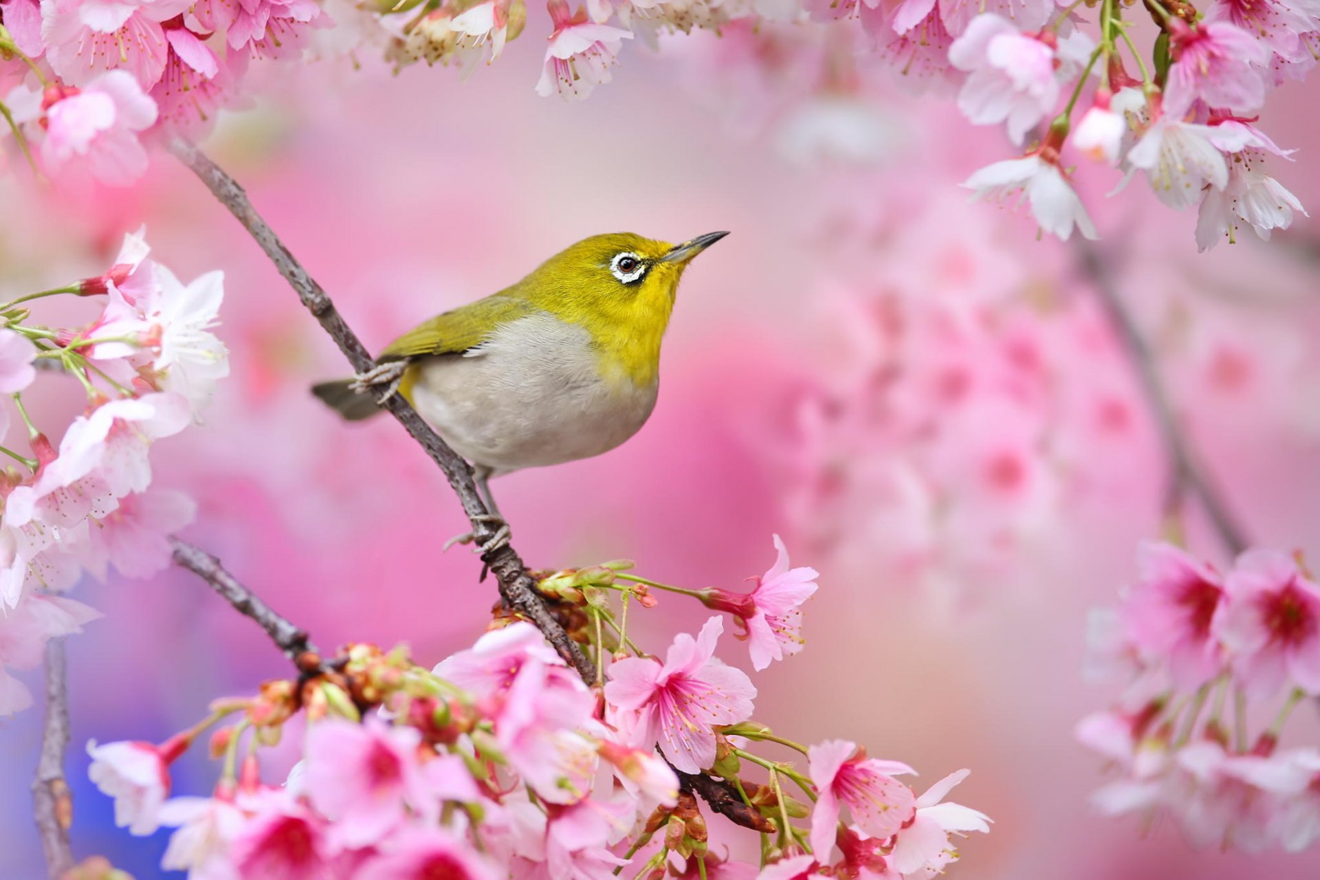 pájaro ojo blanco japonés japón sakura cereza flores rosa rama floración primavera