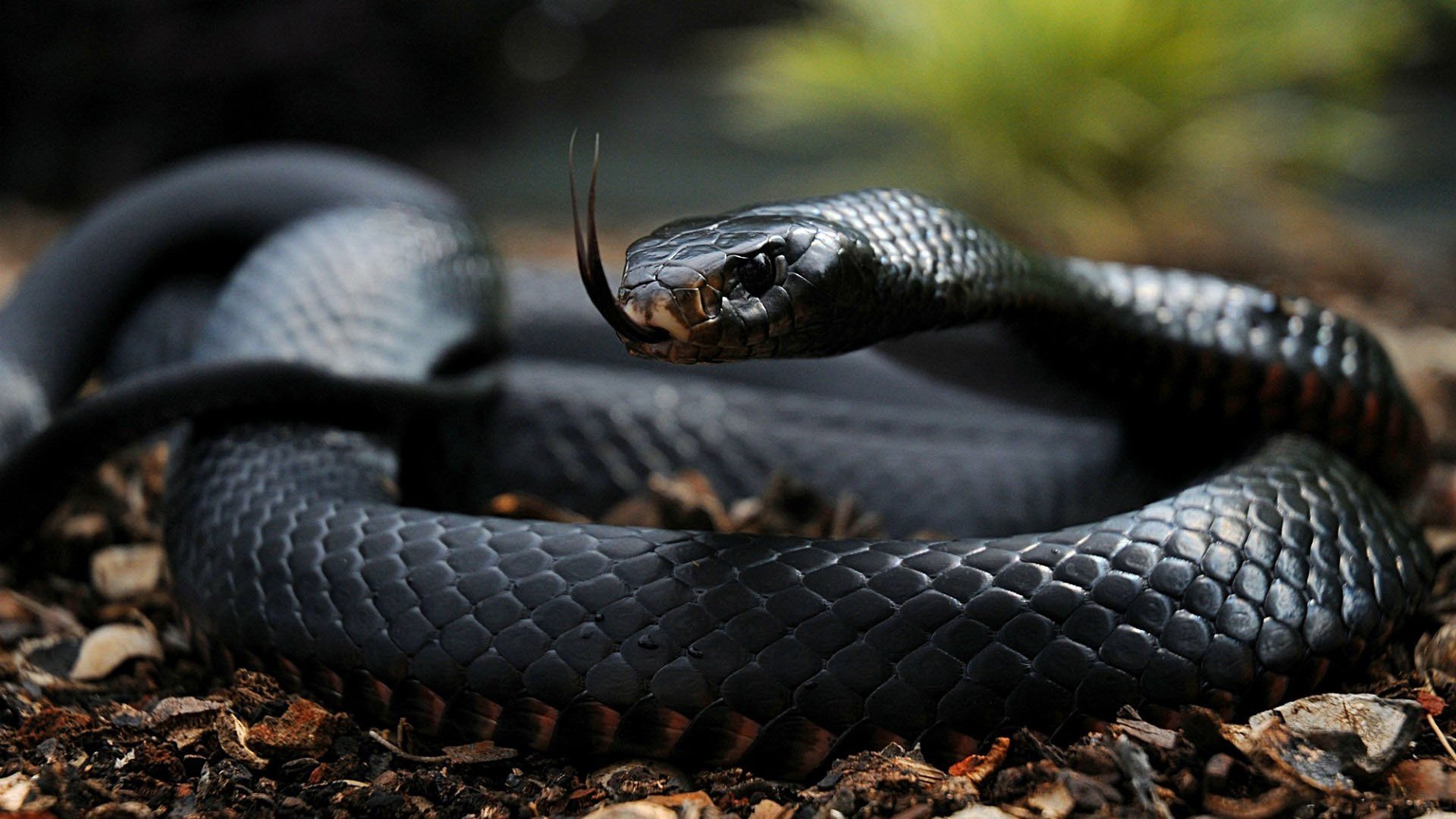 serpiente lengua ojos escamas color