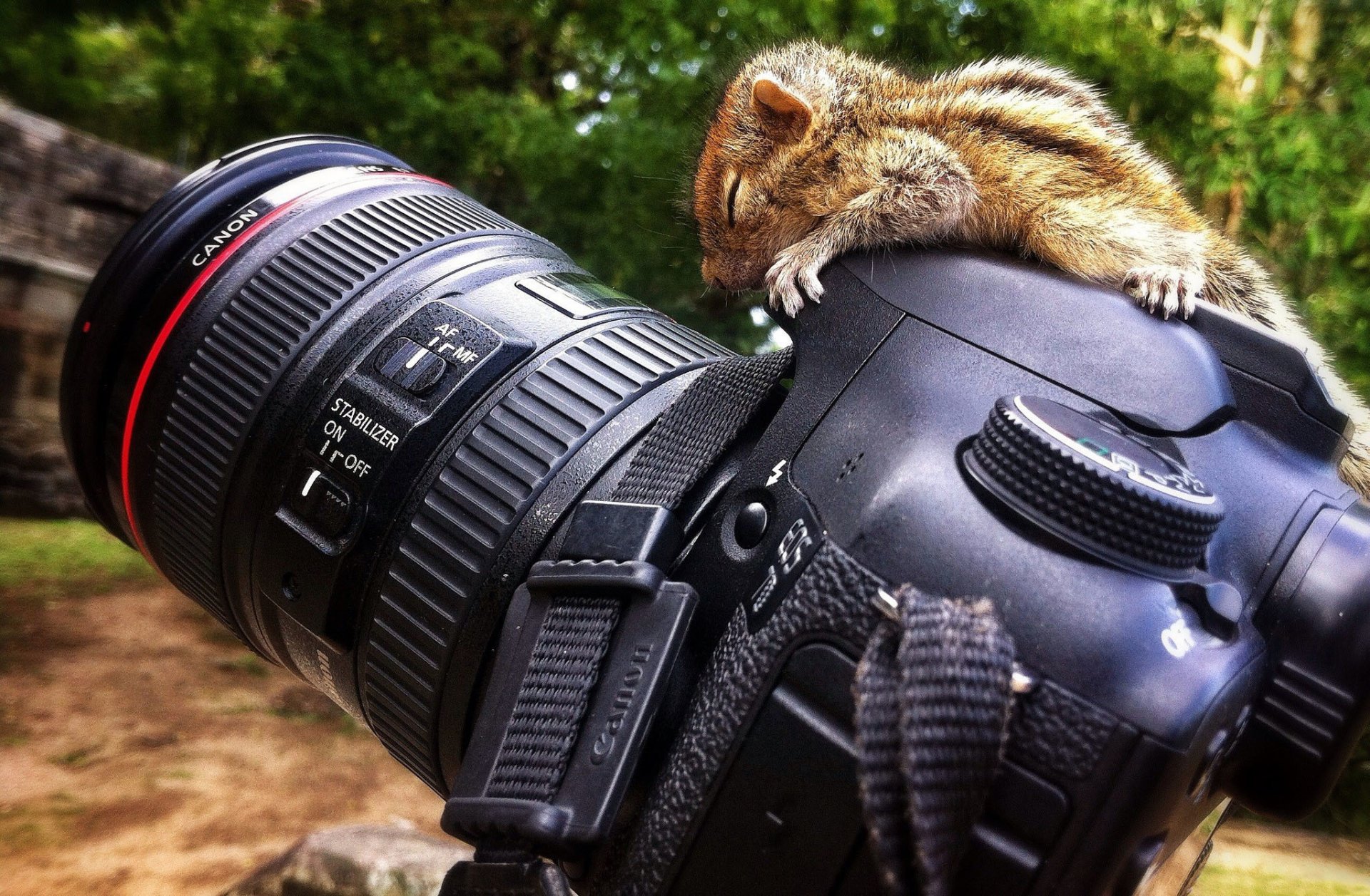 chipmunk kamera canon kenon foto 7d natur unschärfe bokeh