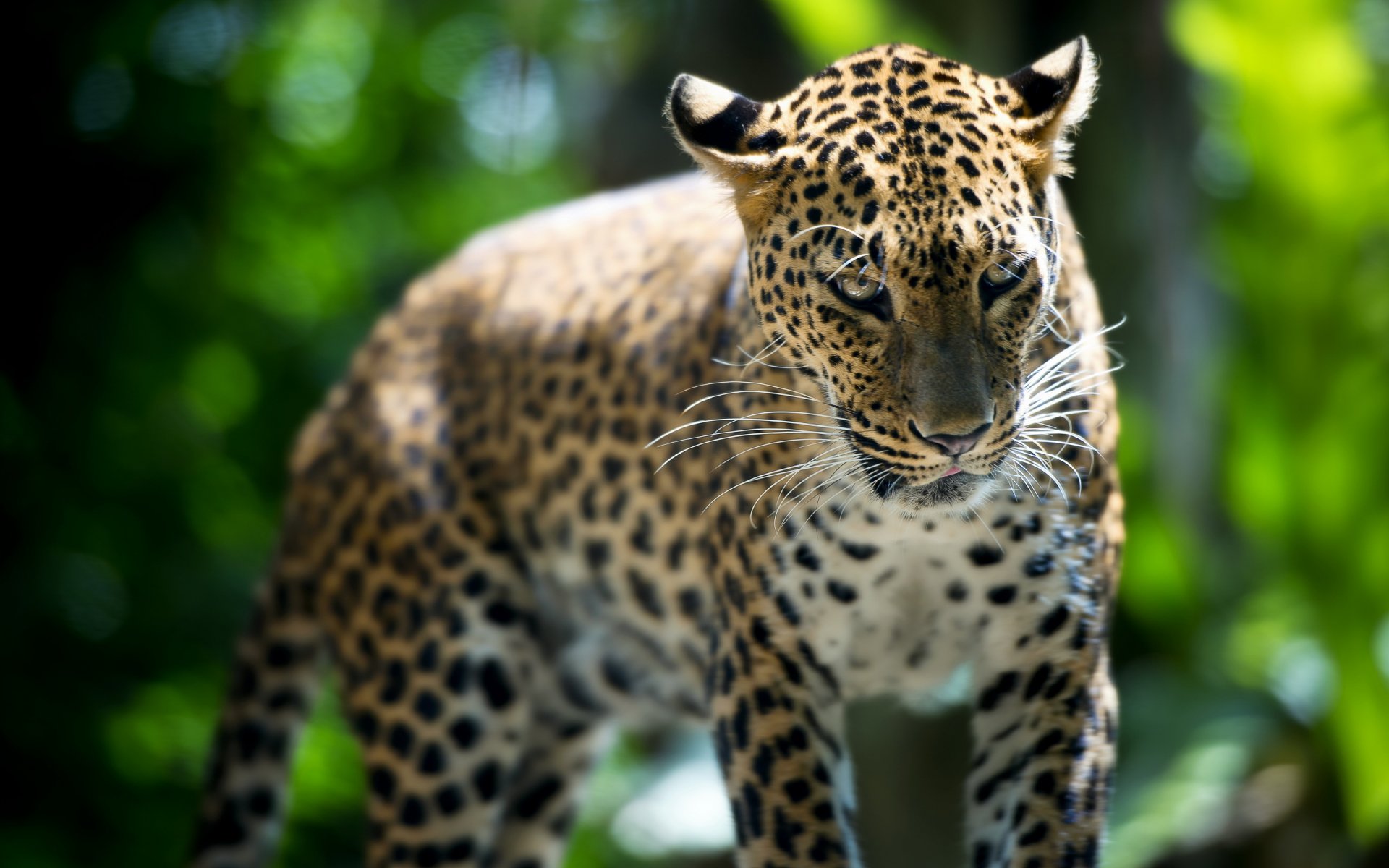 leopard singapore zoo the beast