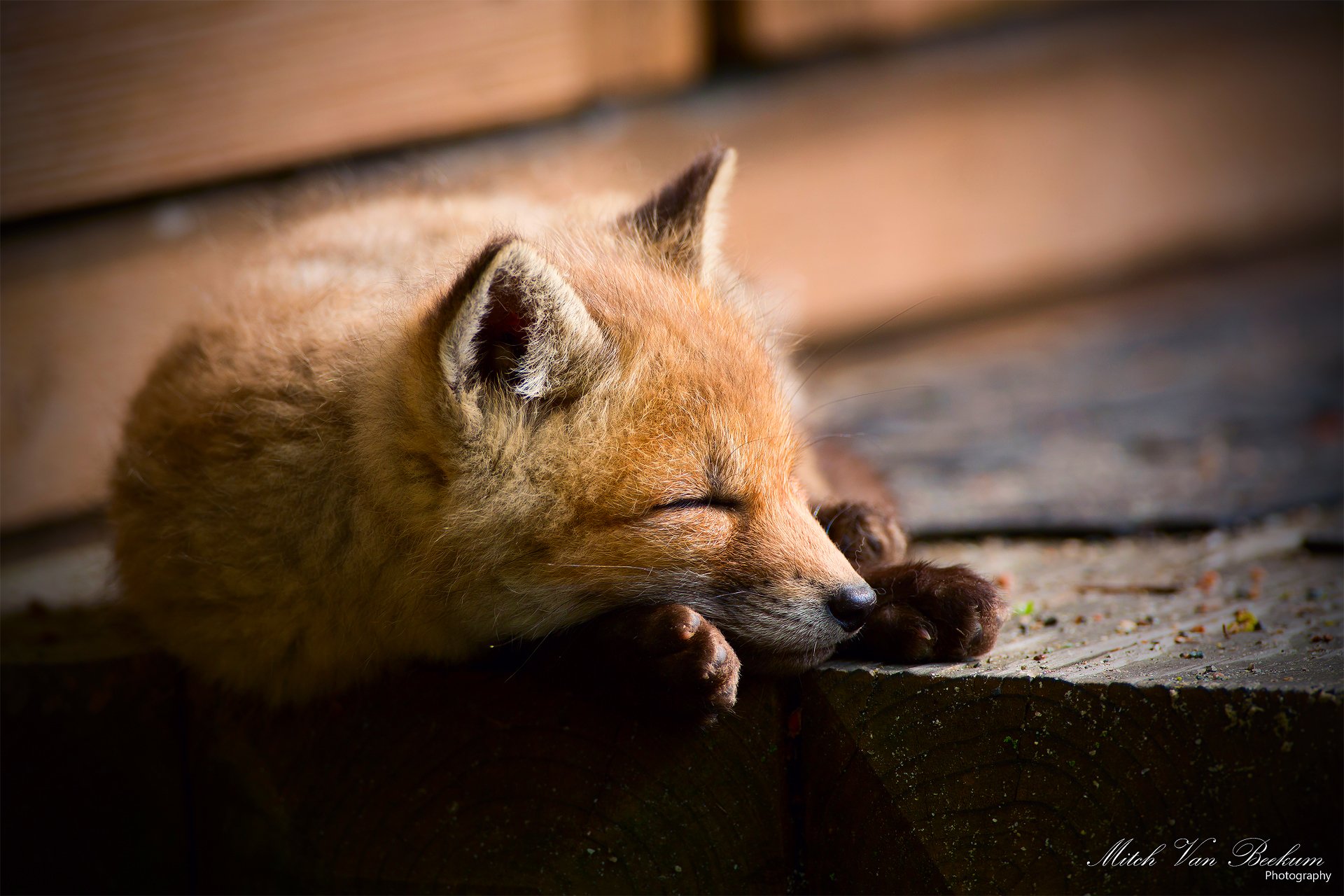 zorro zorro durmiendo