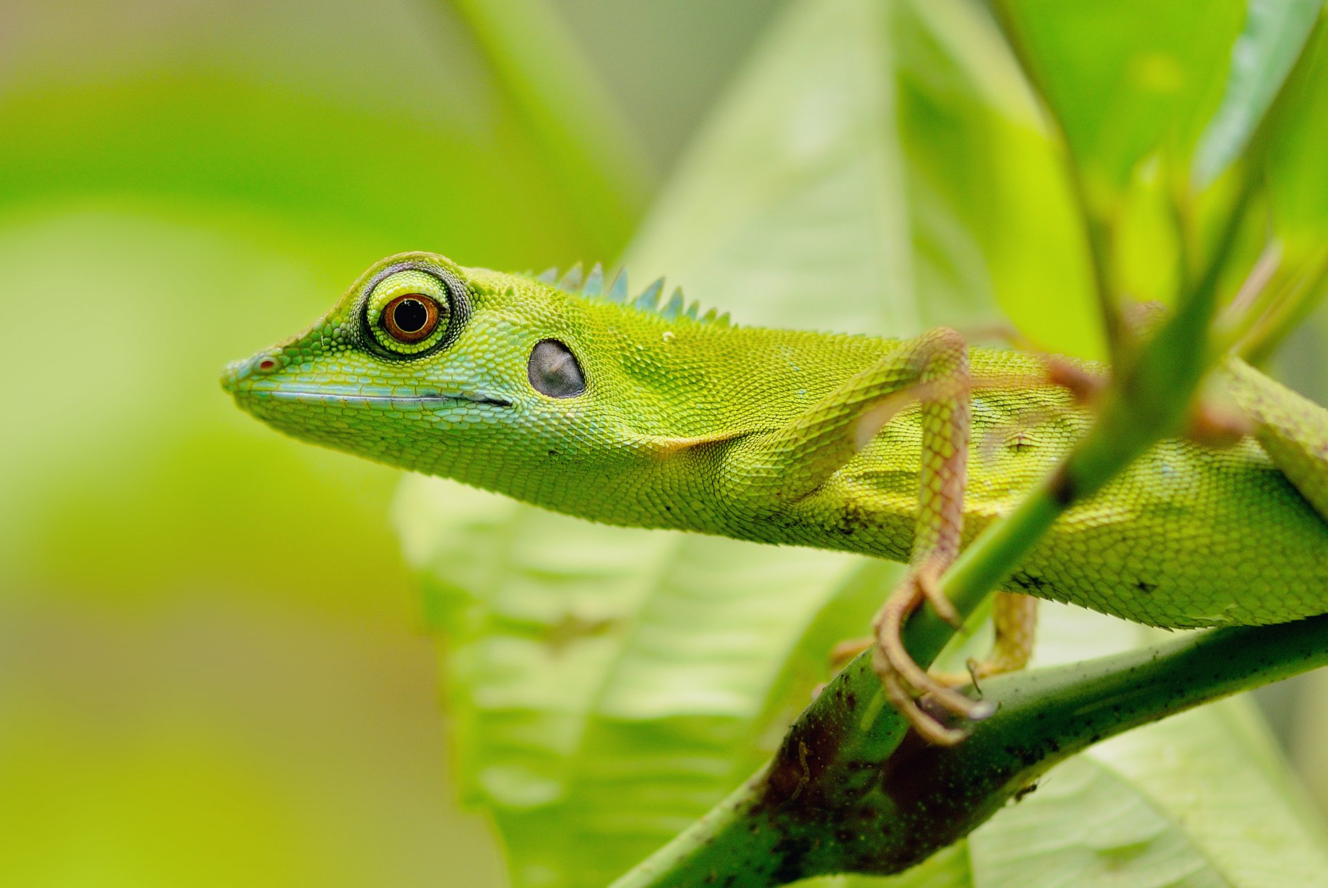 eidechse grüns augen