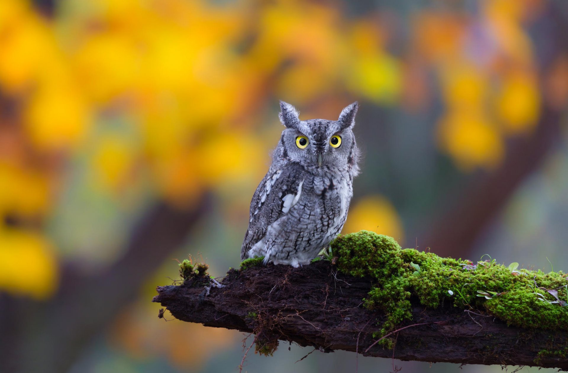 owl bird long-eared eyes view log moss nature