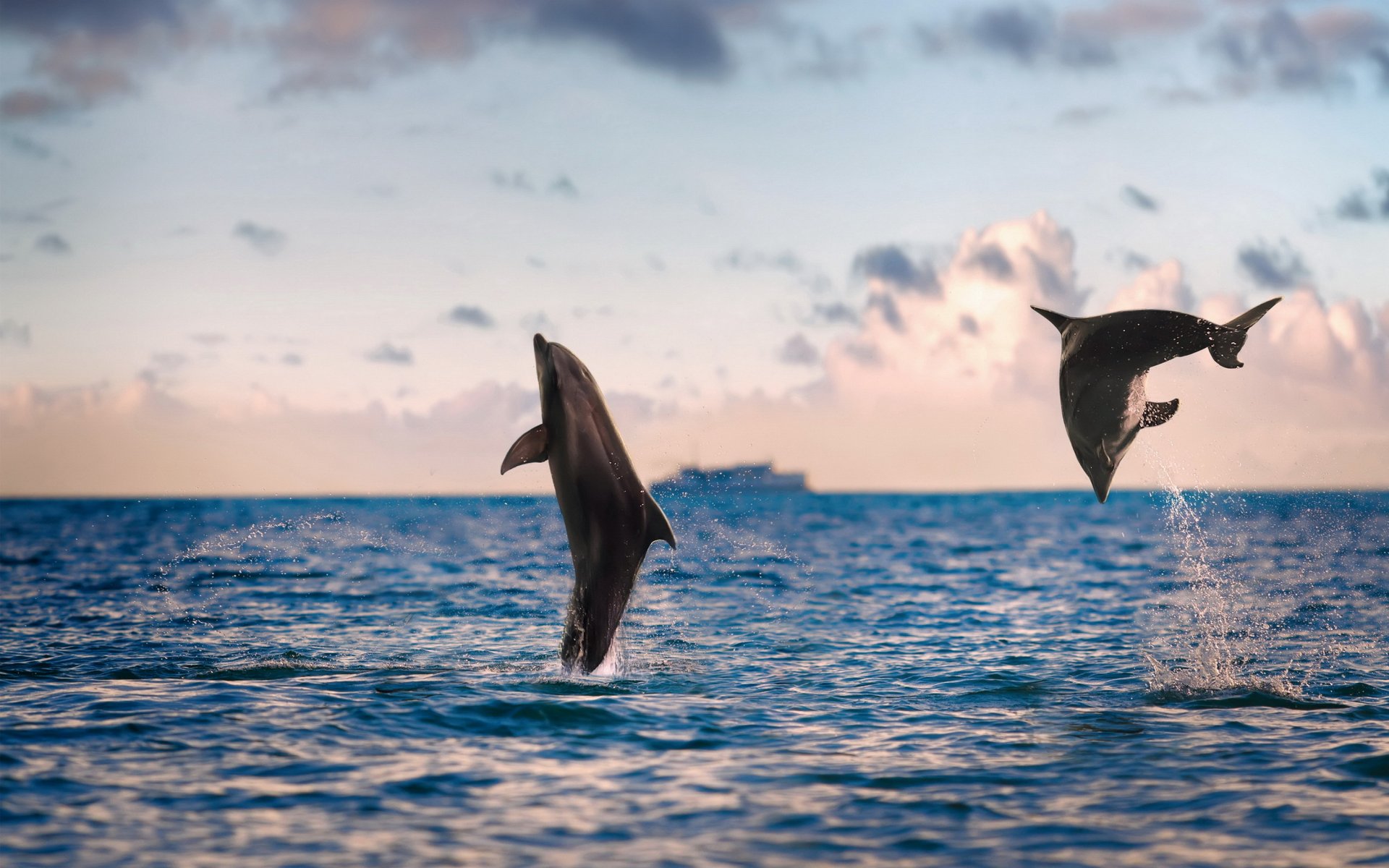 delfines mar naturaleza