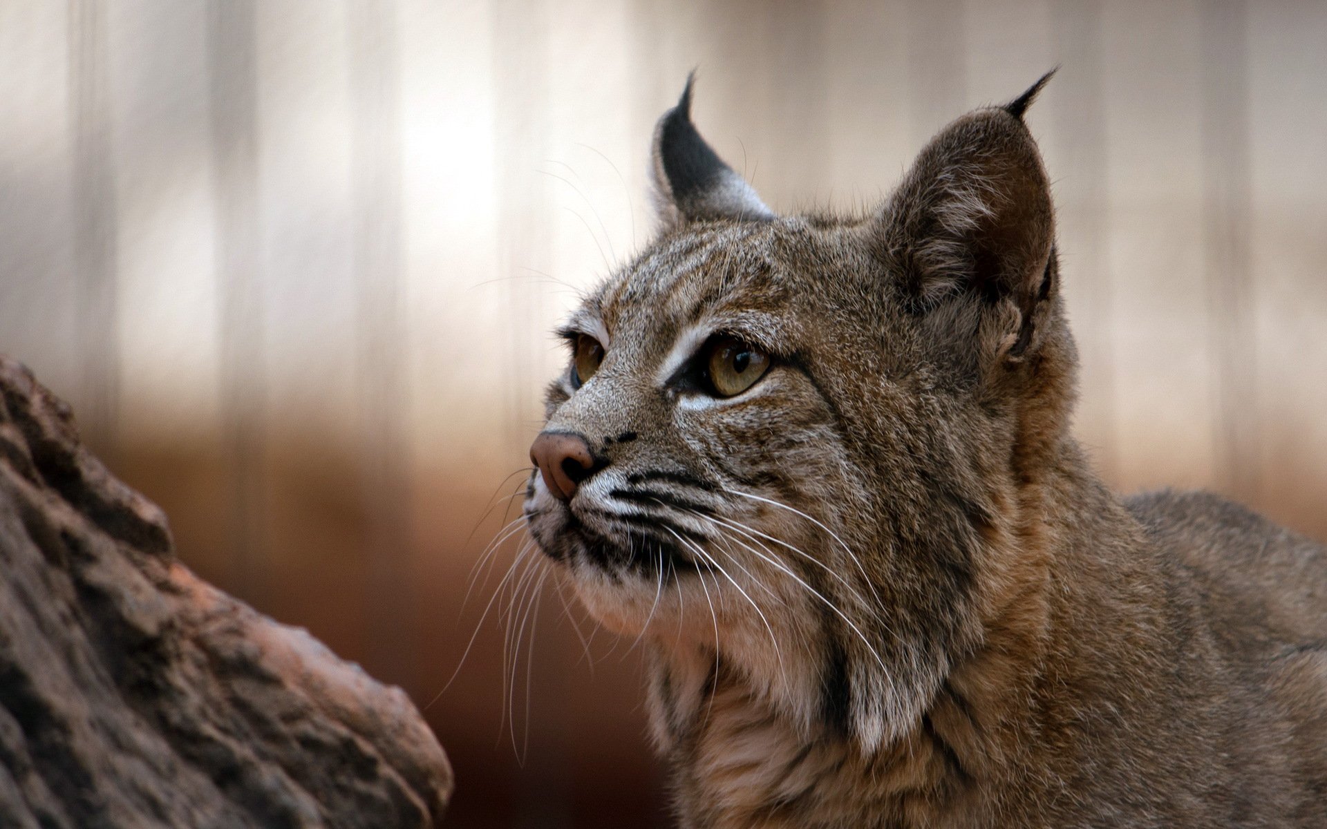 chat lynx nature