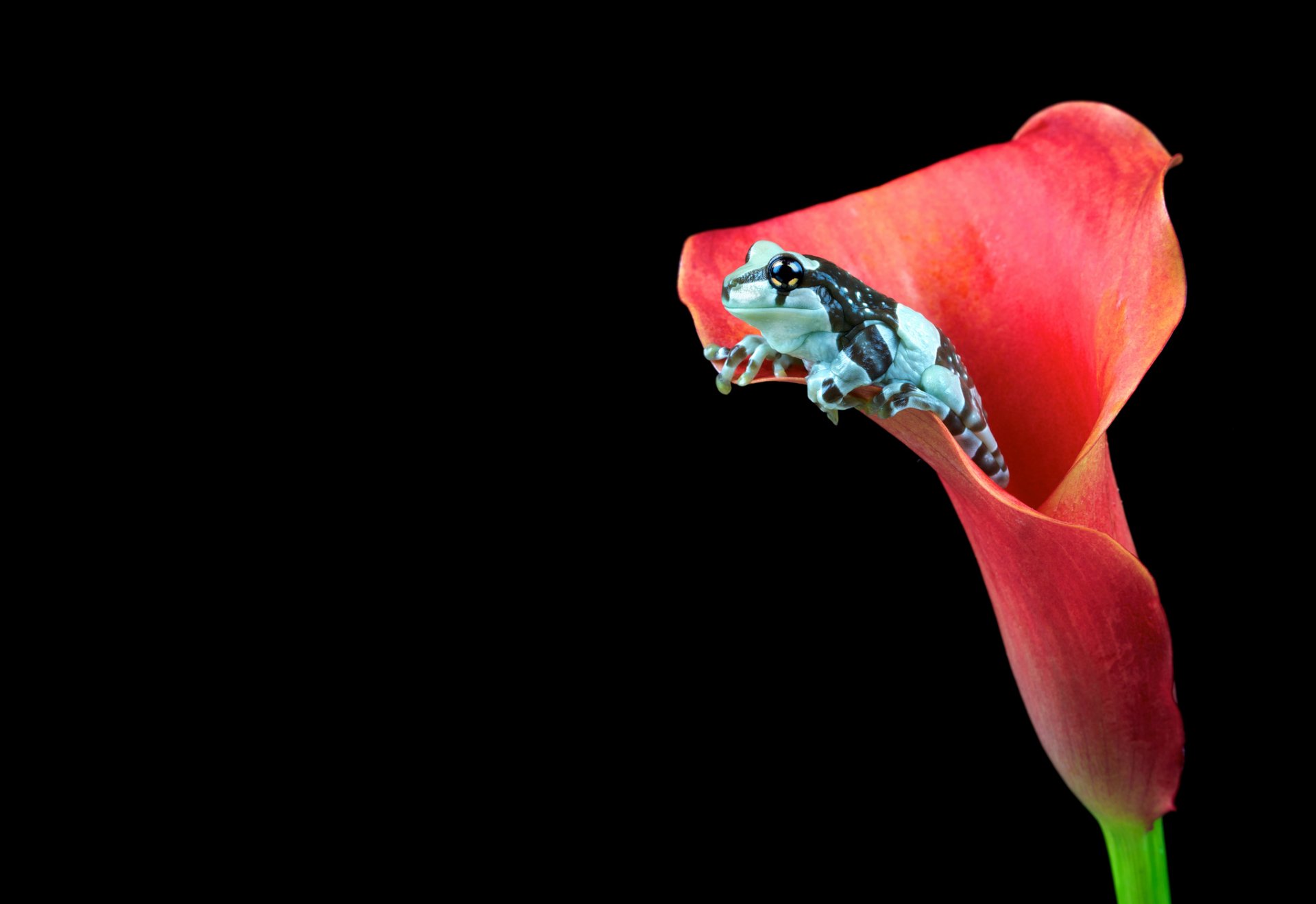 frosch blume rosa calla dunkler hintergrund