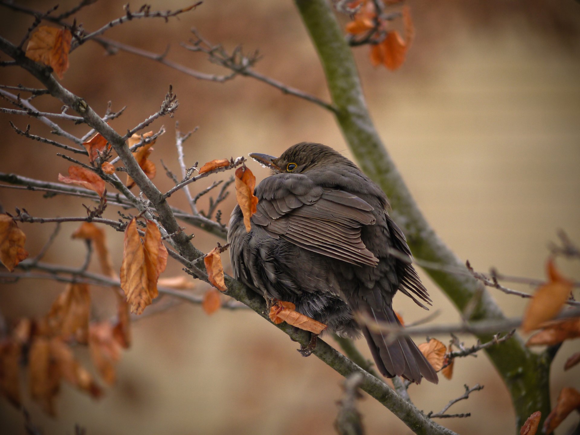 baum zweige blätter trocken herbst vogel verhext