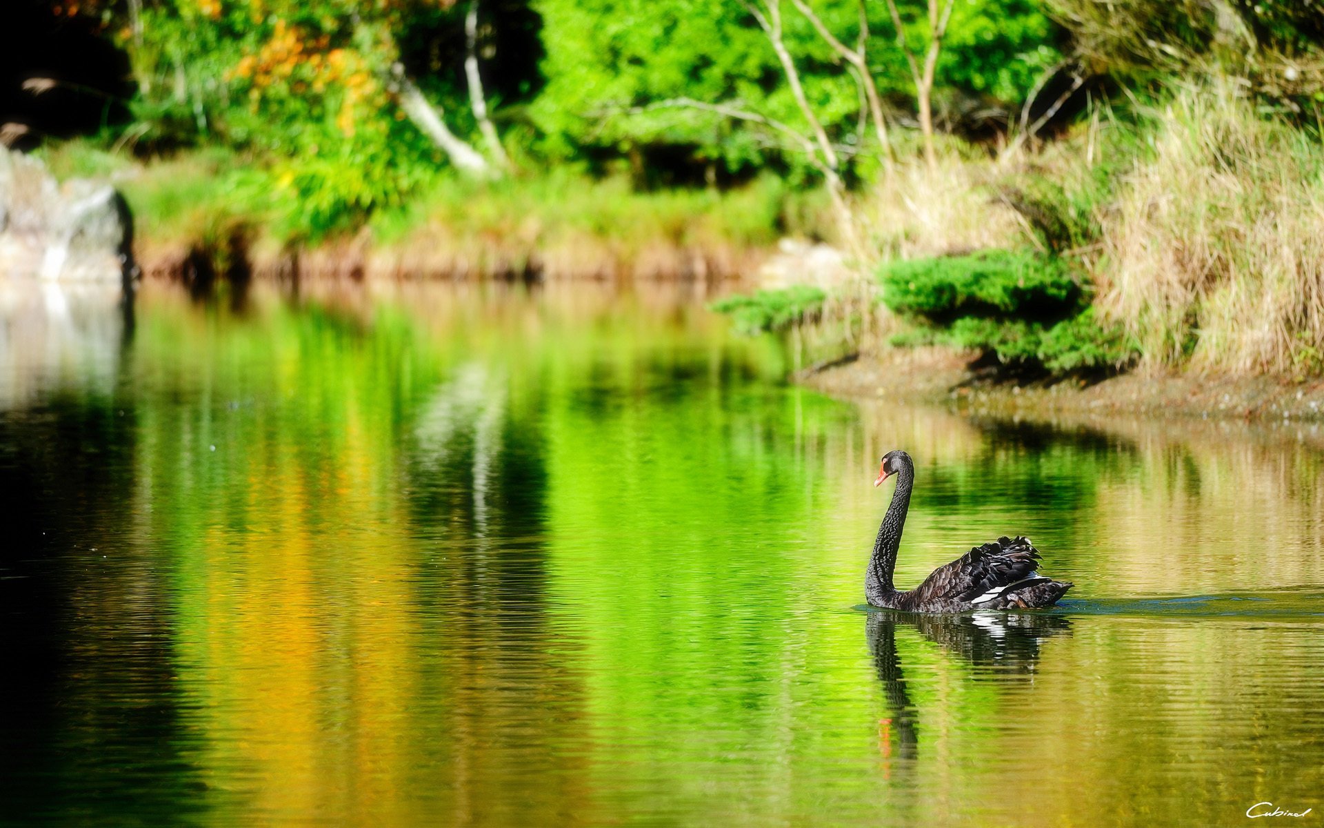 see teich schwan schwarz vogel