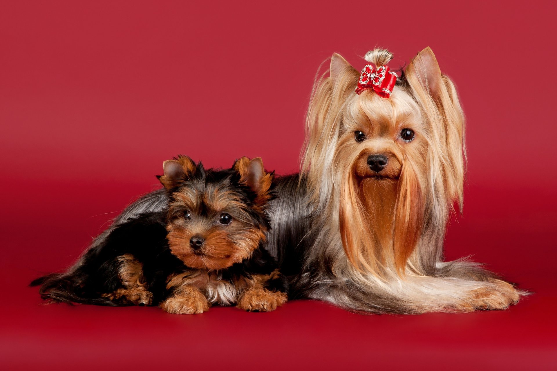 dogs yorkshire terrier beauty bow