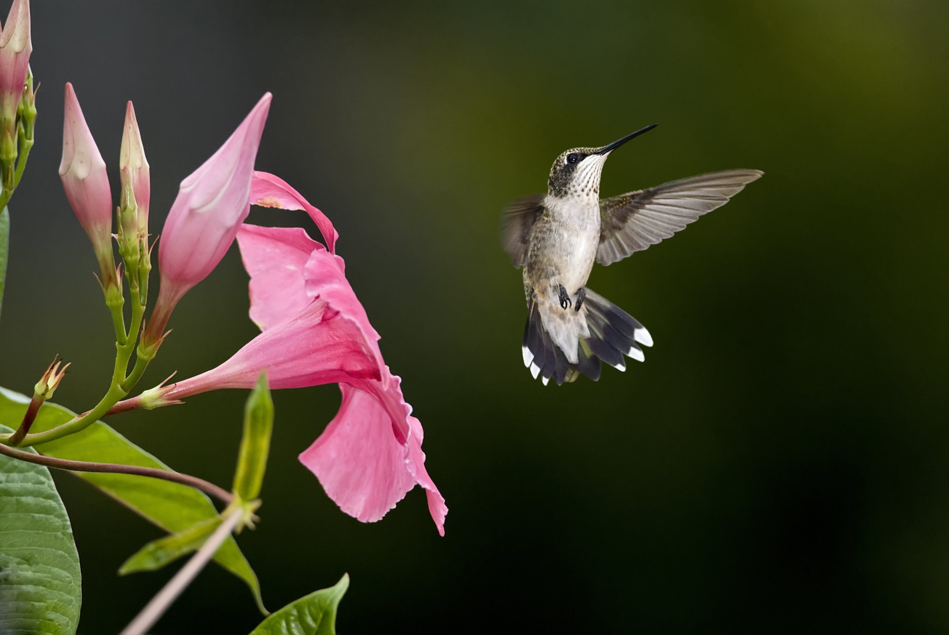 oiseau colibri fleur flou rose