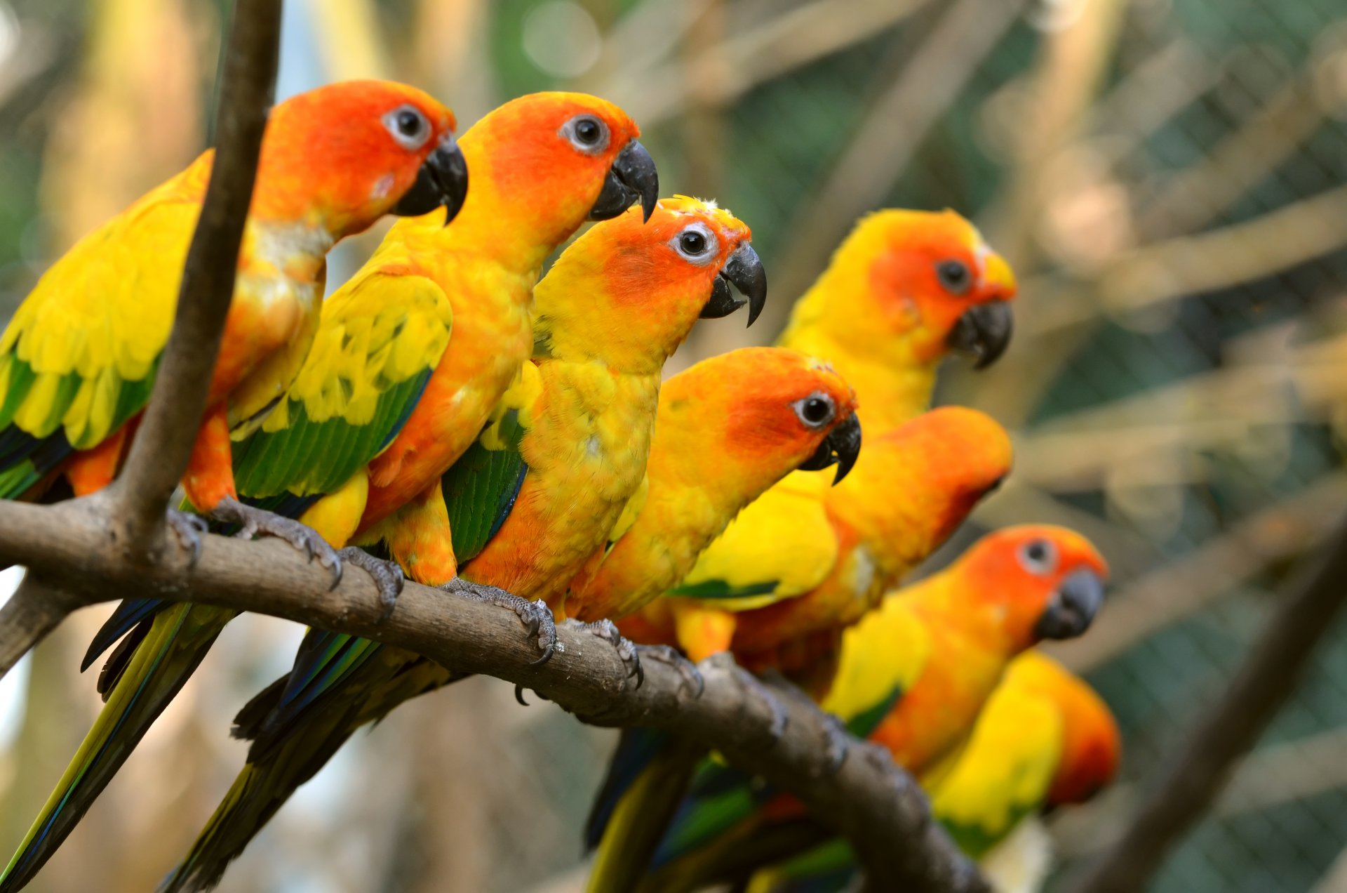 pappagalli stormo di uccelli ramo multicolore