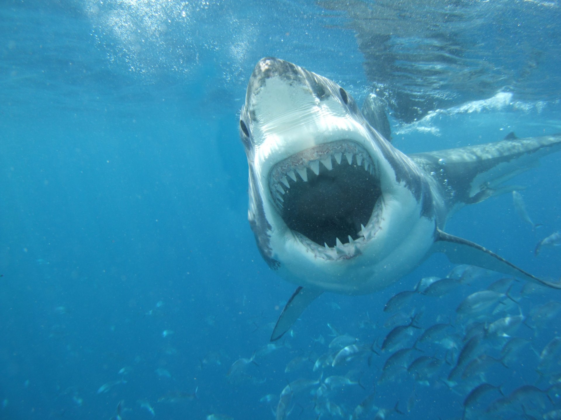 hark great white sea jaw