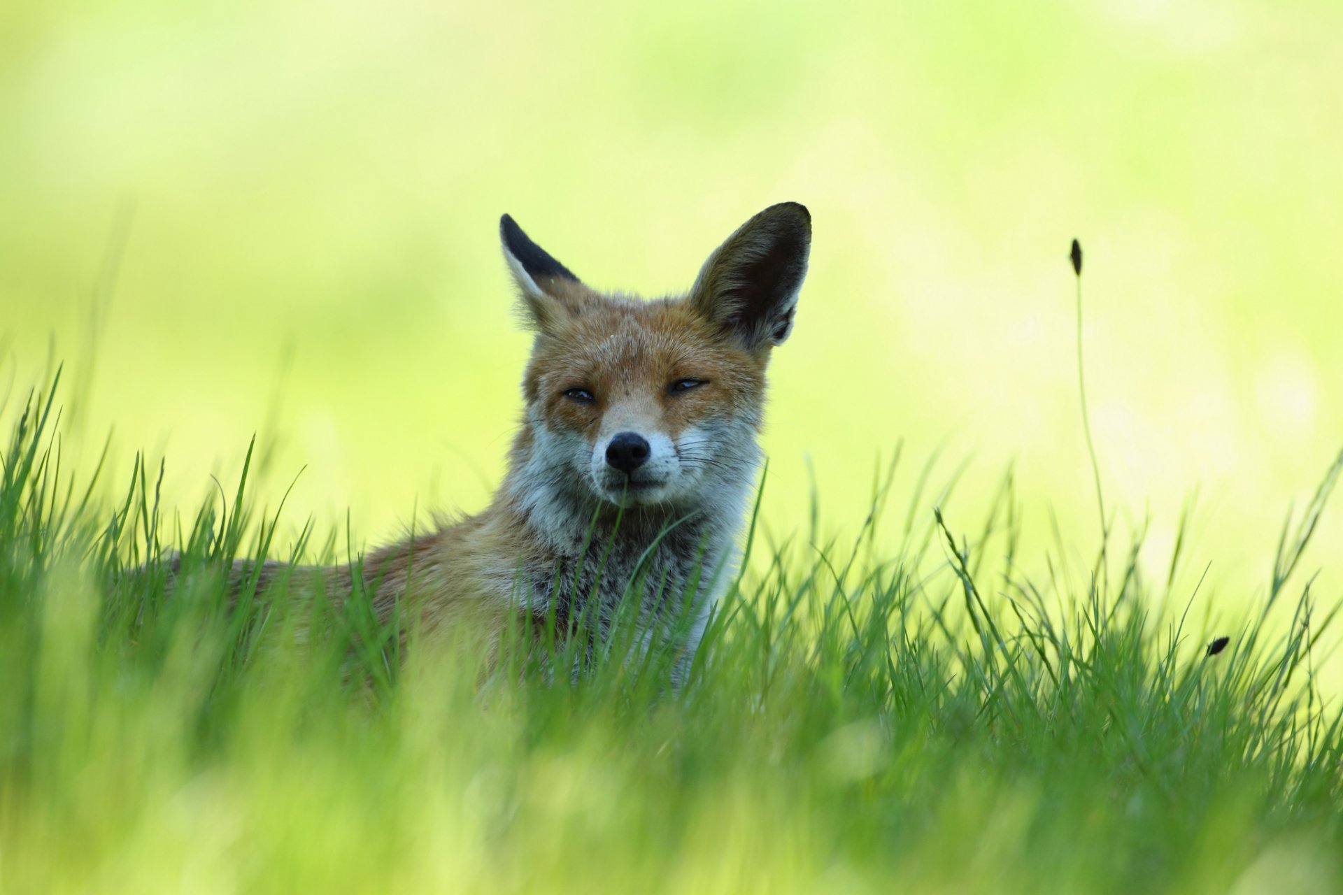 gras schatten fuchs rotschopf liegt ruhe