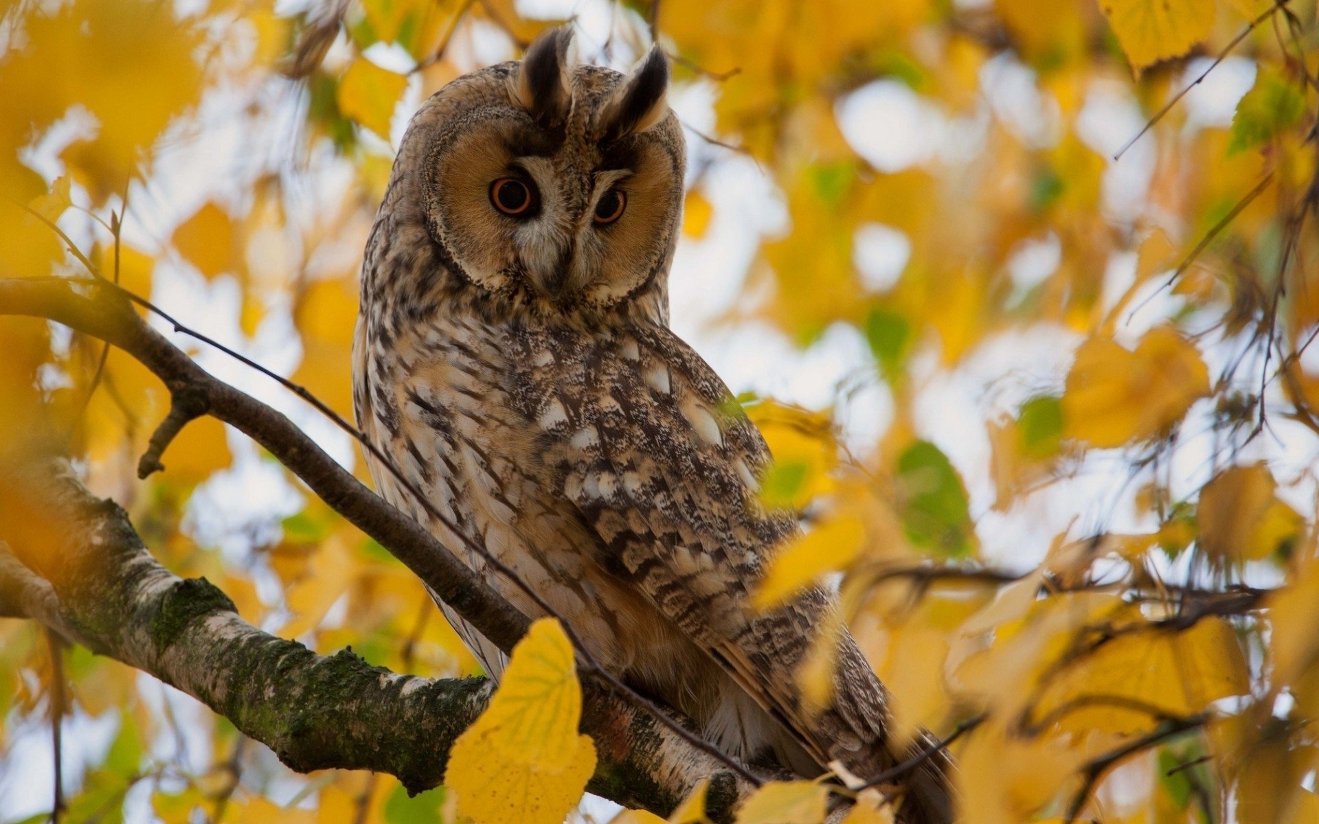 tree branch leaves yellow owl