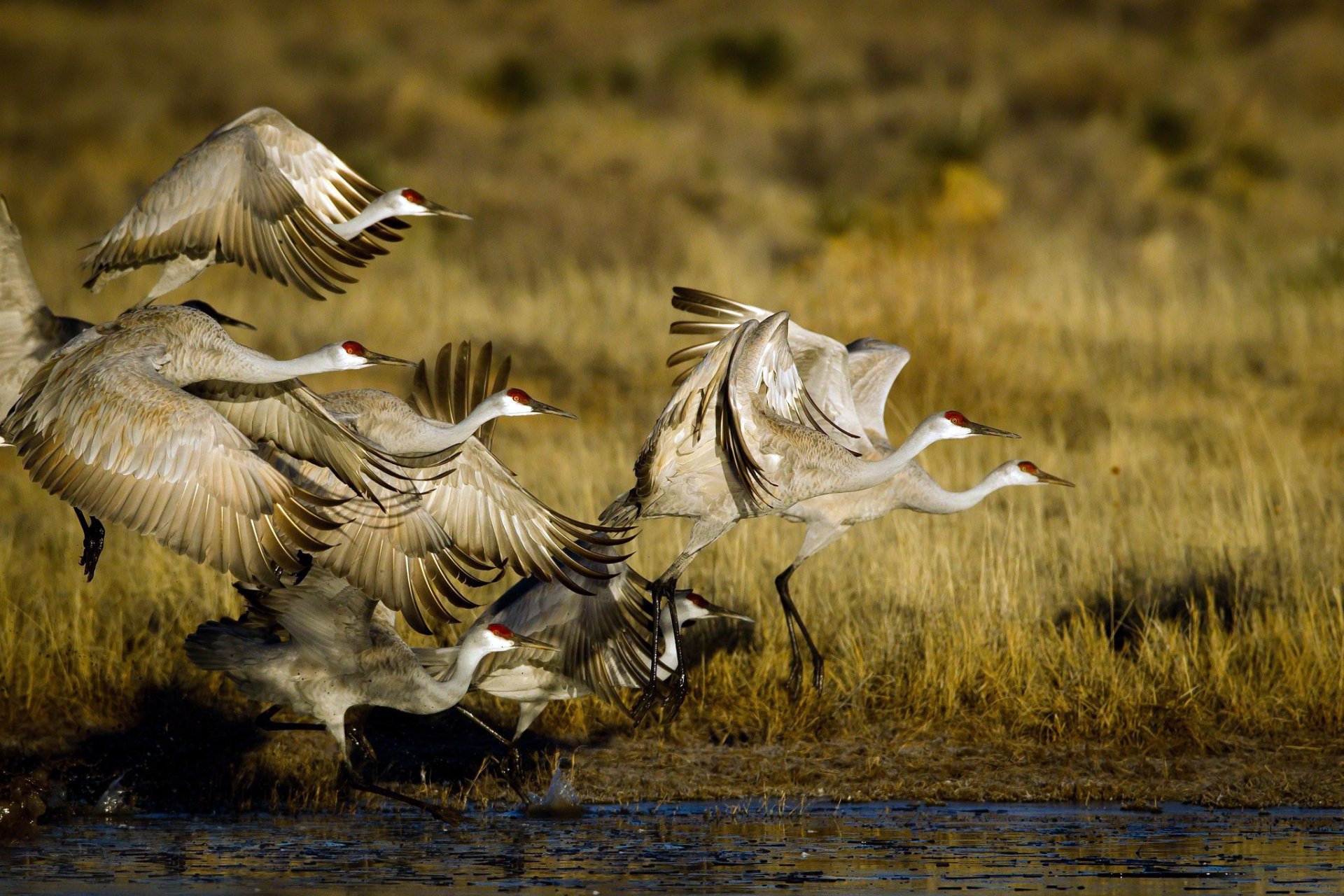 oiseaux troupeau cigognes