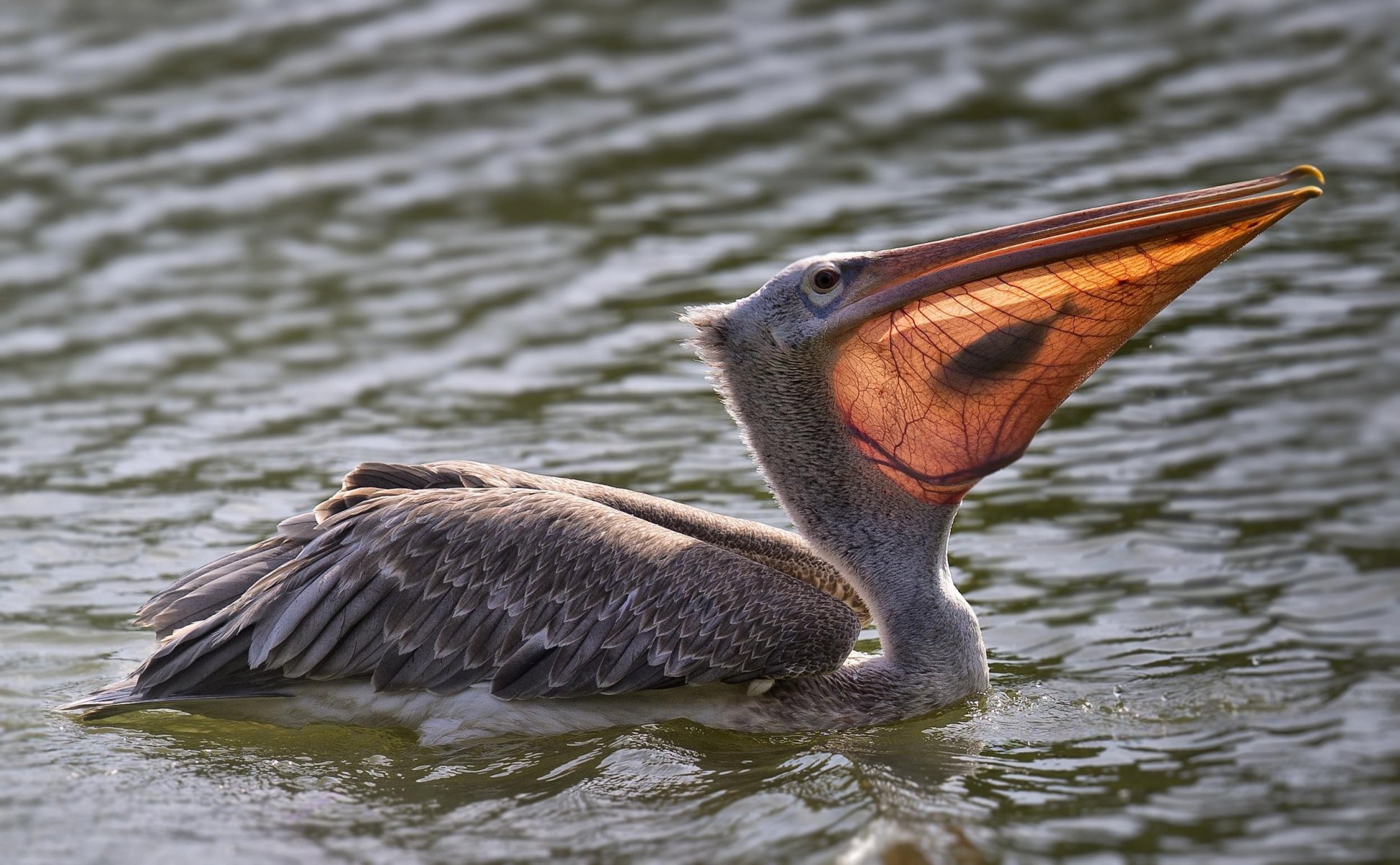 agua aves pelícano pescado captura comida