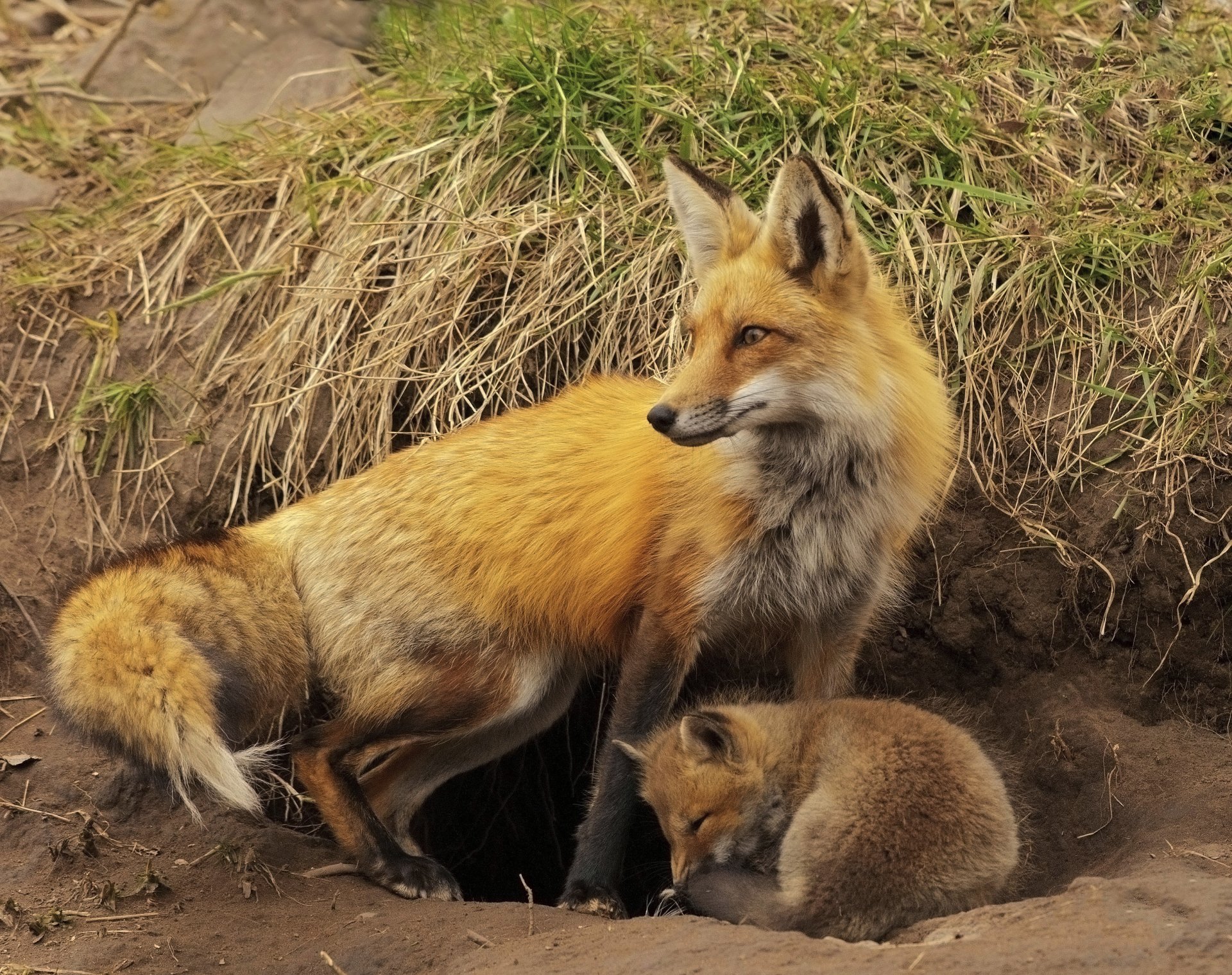 animal renard queue rousse museau terrier