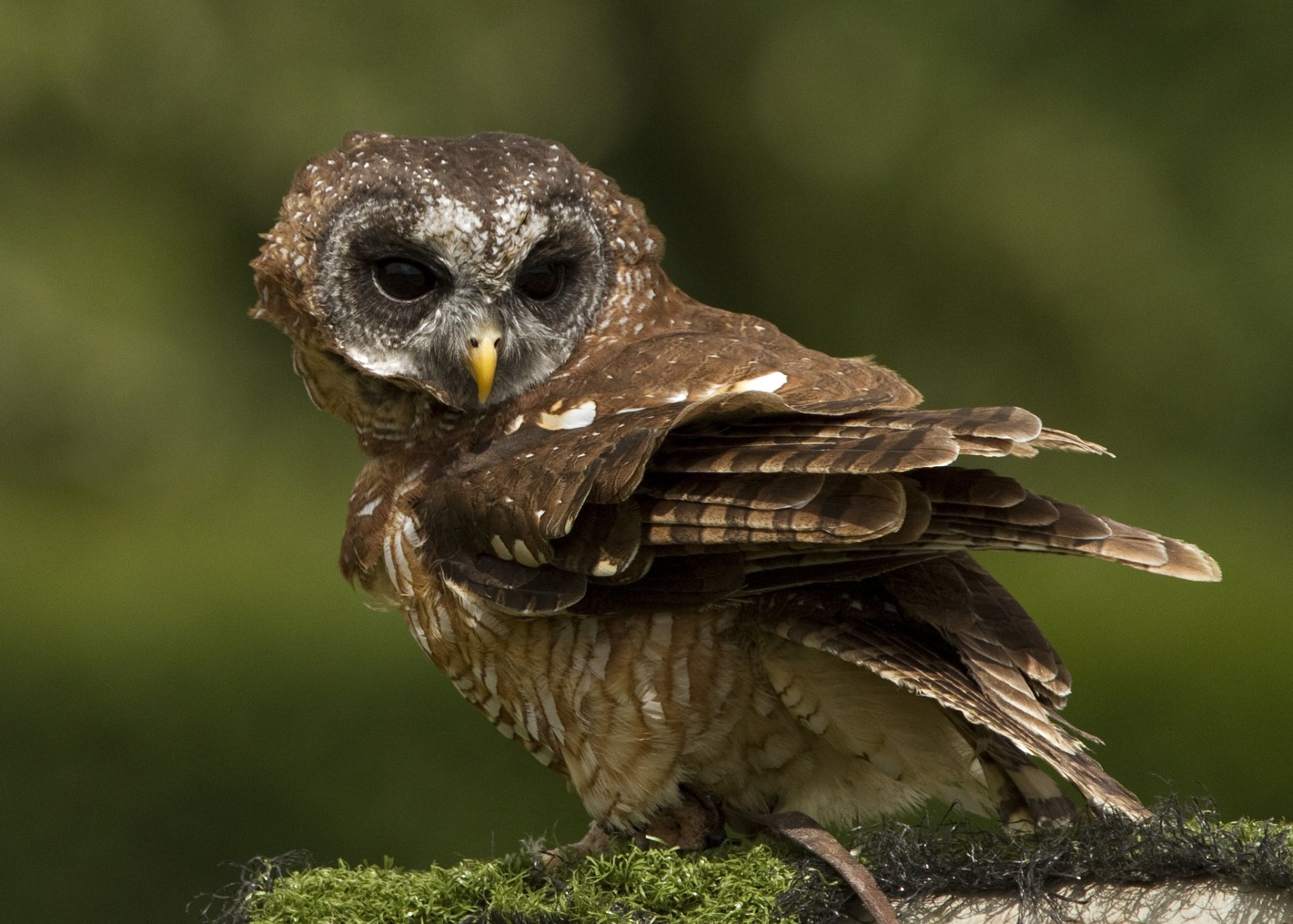 mousse oiseau hibou fond