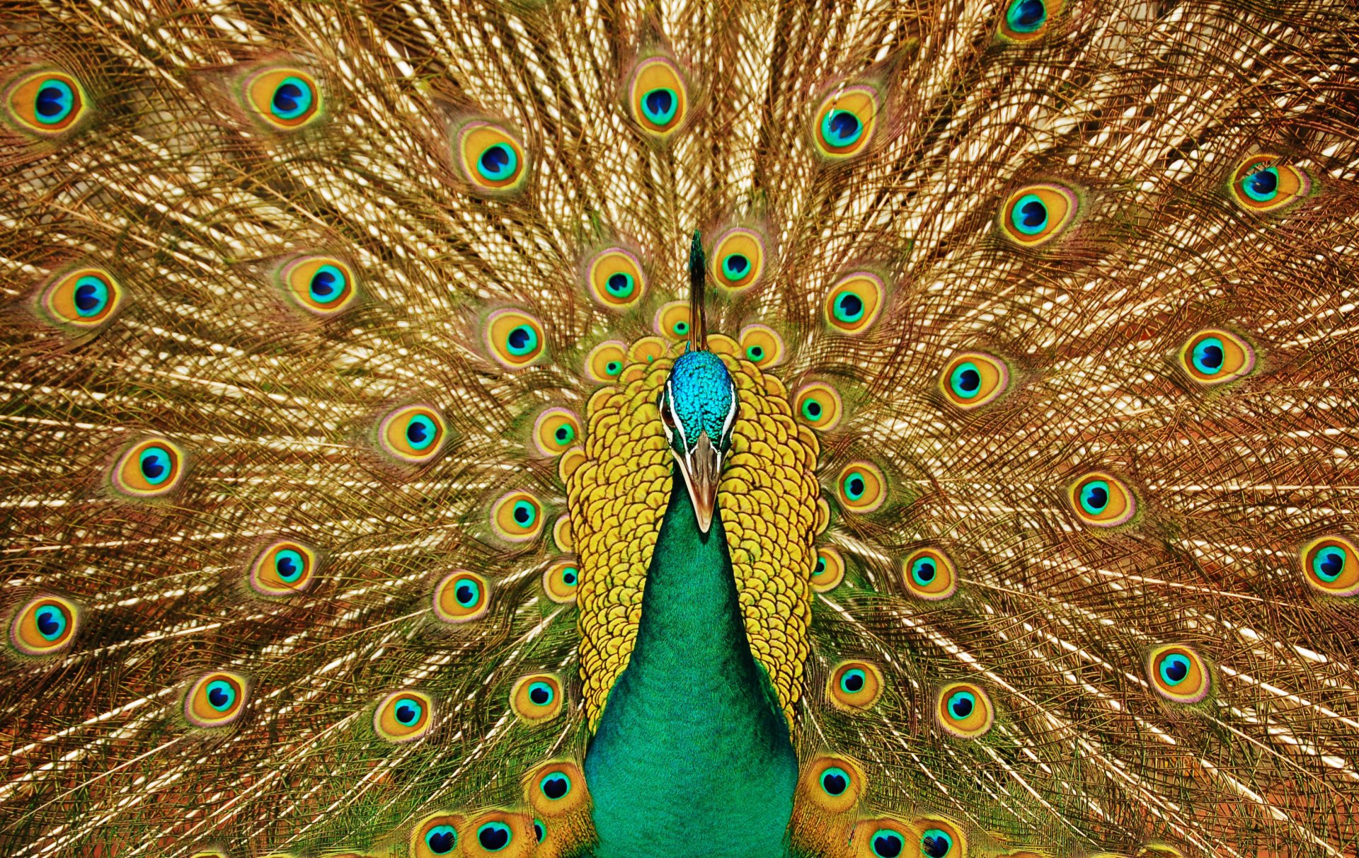 peacock poultry nice beak view tail pattern