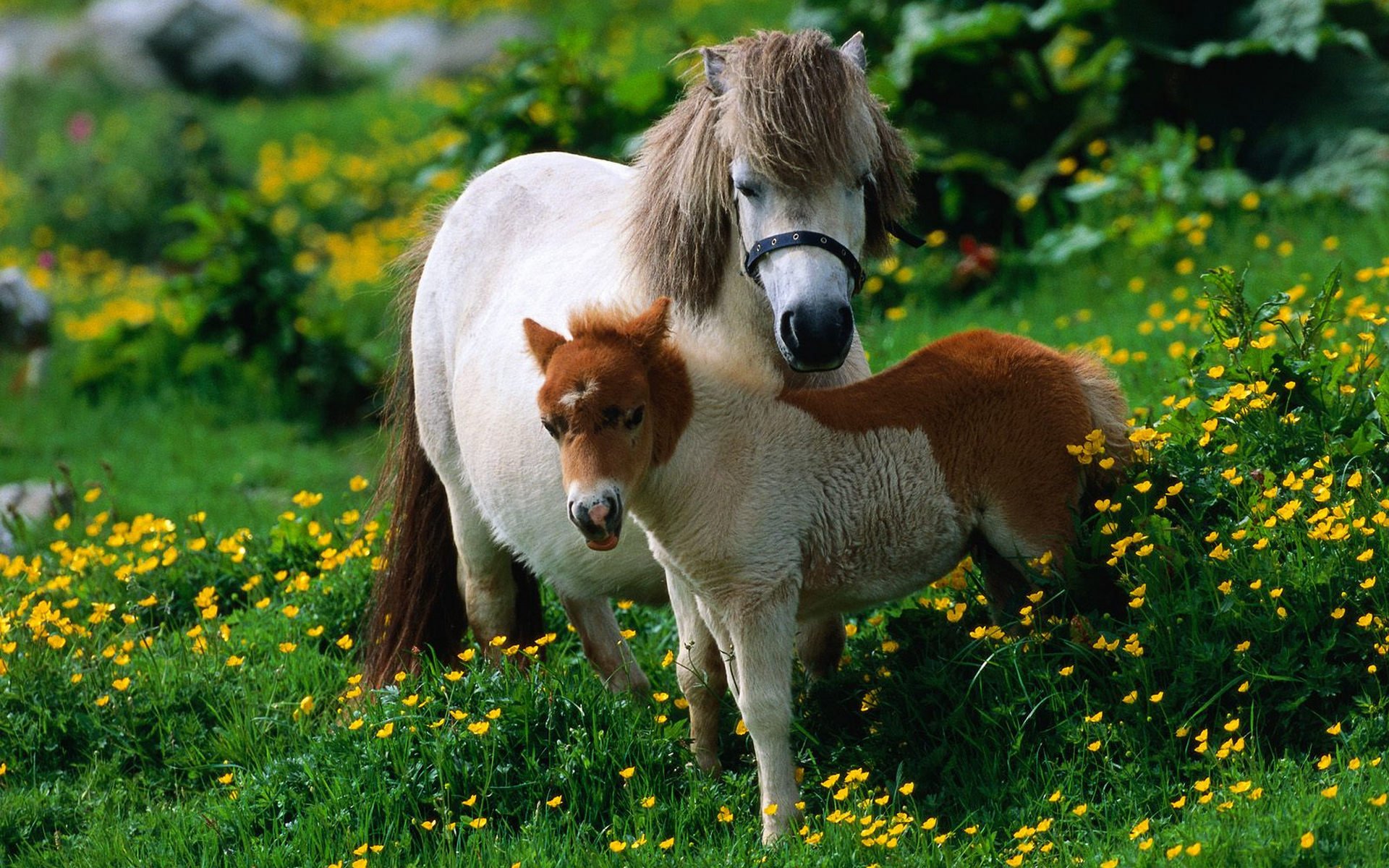 caballo hierba