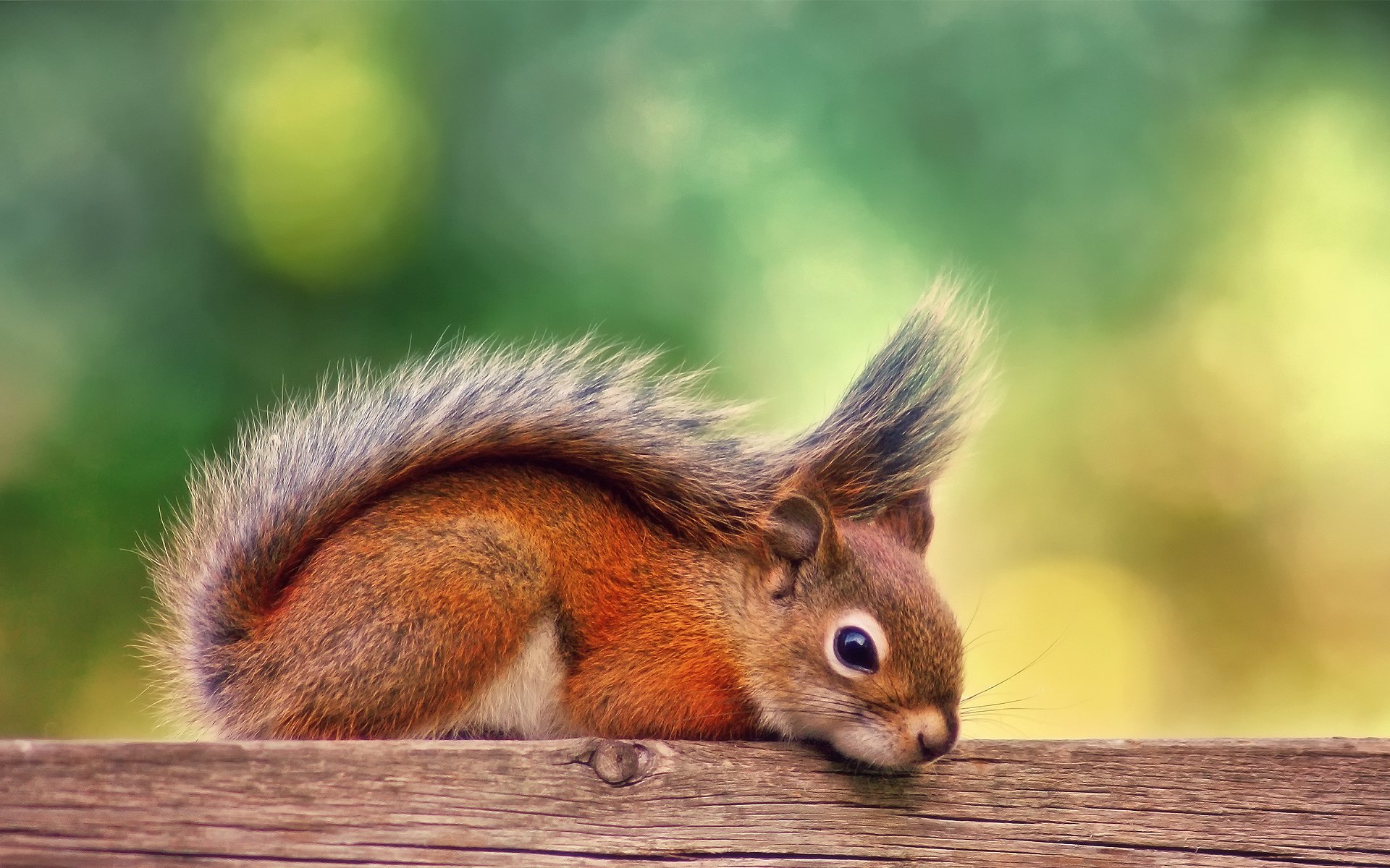 rotes eichhörnchen herbst september ruhe tafel