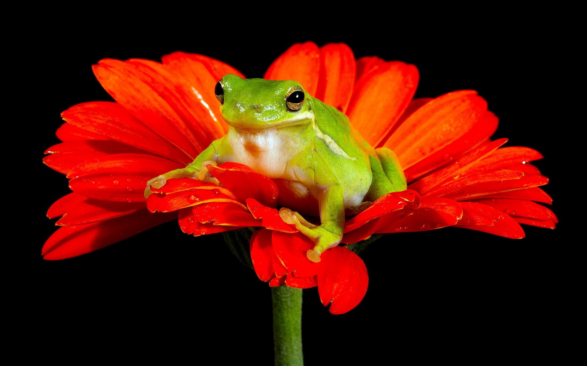 frog flower nature