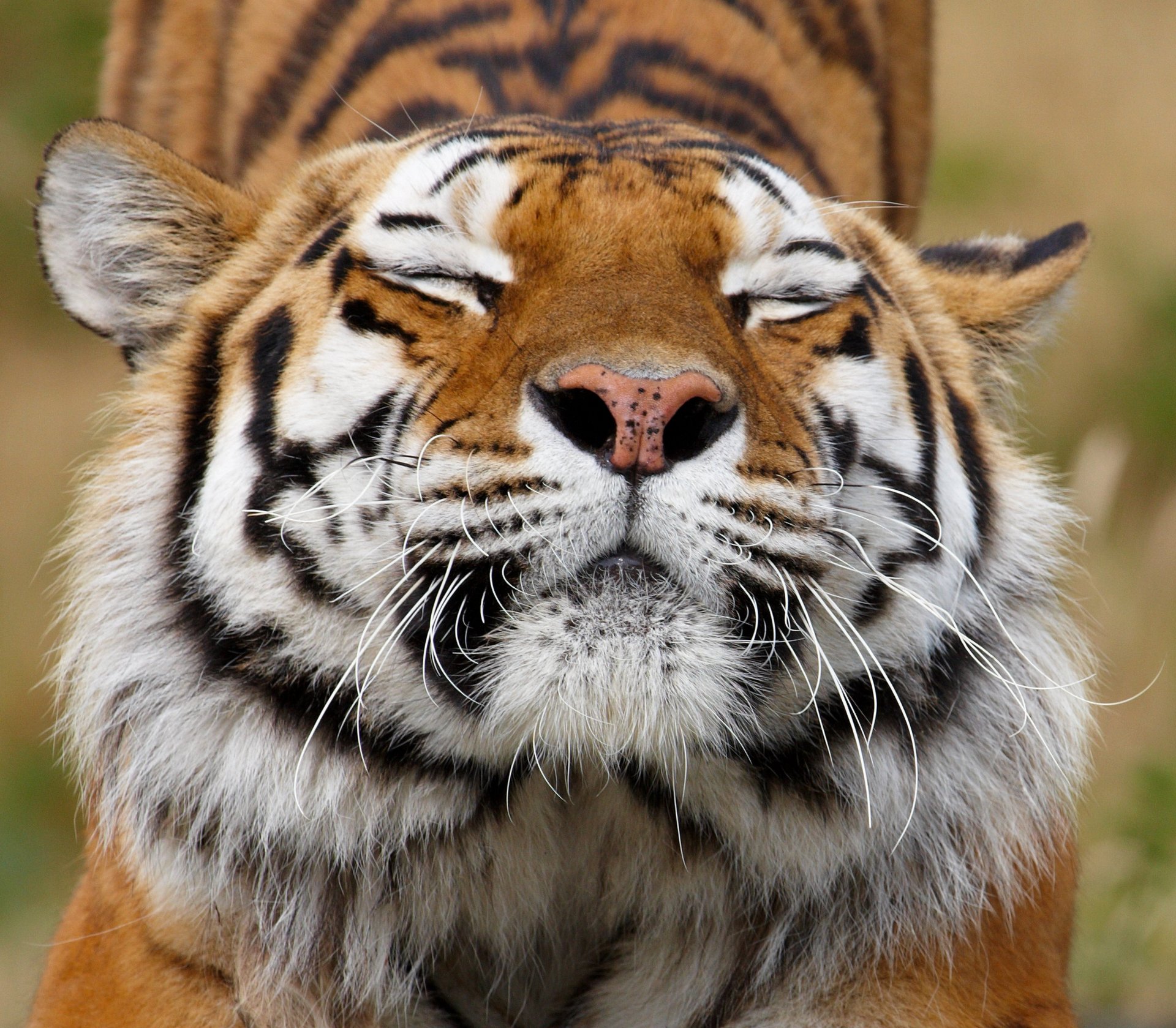 tier raubtier tiger schnauze farbe schnurrbart