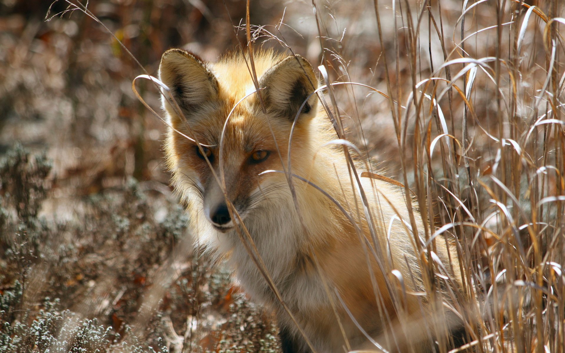 renard nature printemps