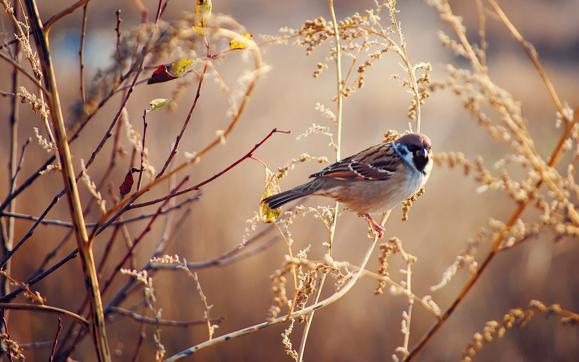 pájaro gorrión hierba seco otoño soleado