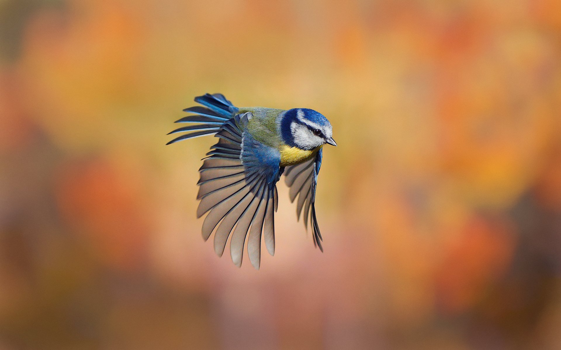 oiseau mésange fond romarin