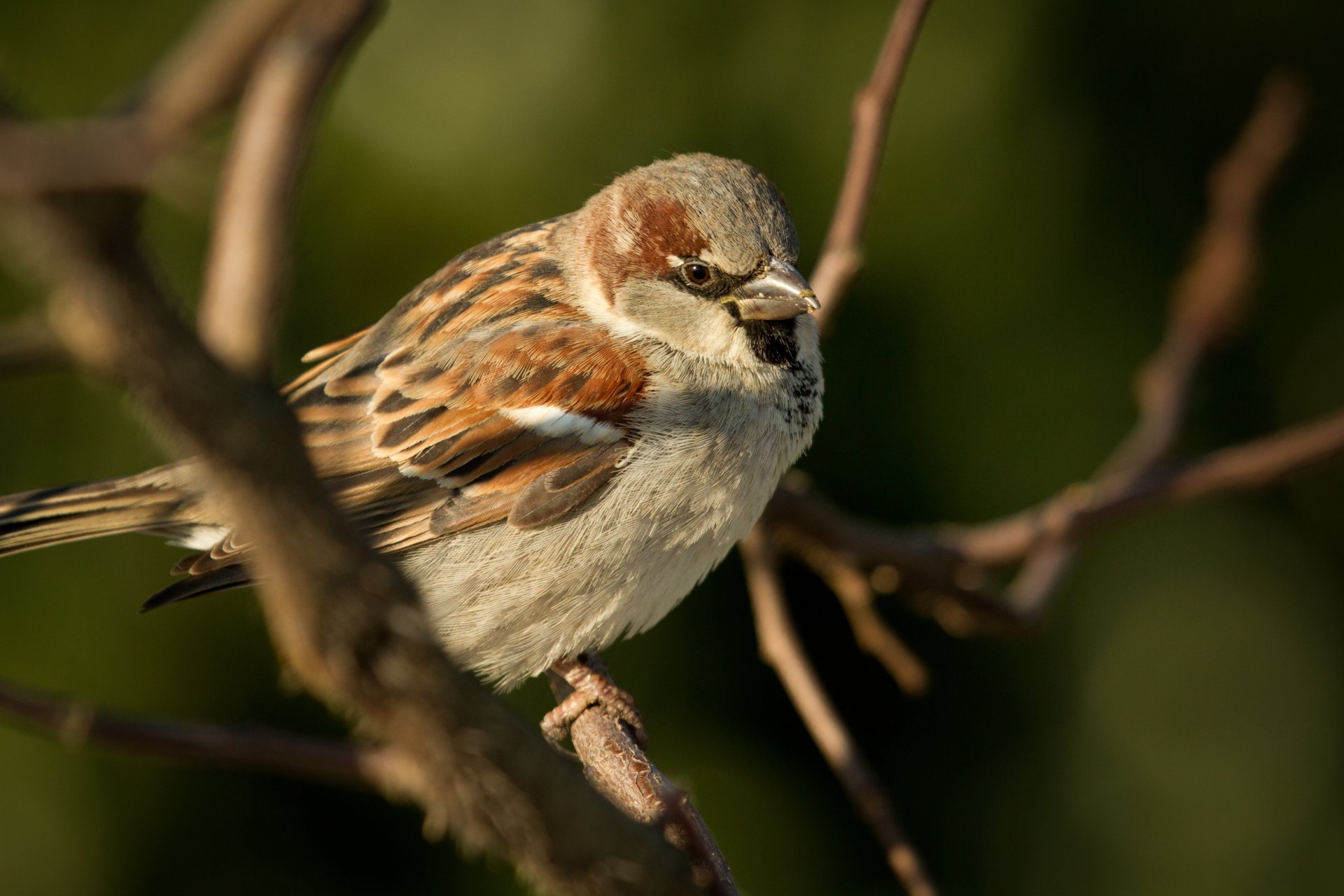 animals poultry bird sparrow chick branches tree close up background wallpaper widescreen full screen hd wallpapers animal chica trees fullscreen