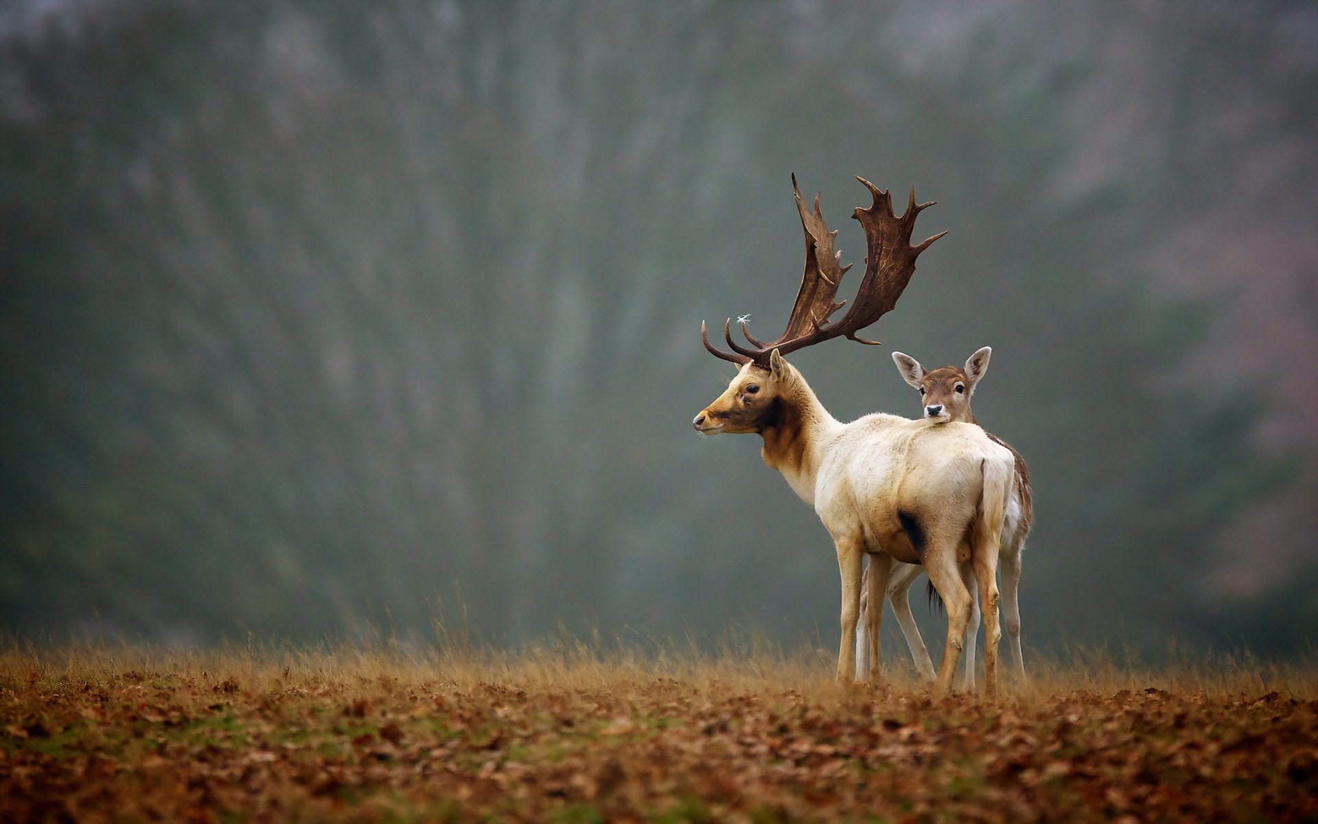 cerfs nature automne