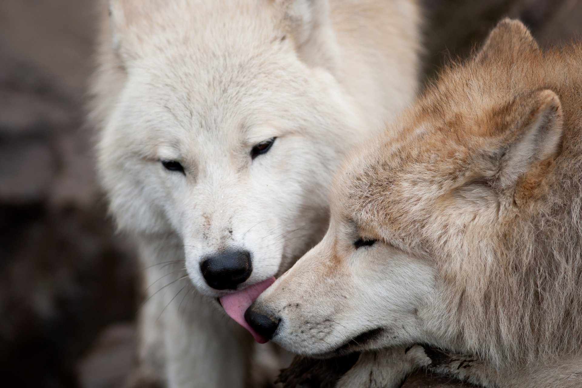 lupi coppia amore bacio lupo predatori