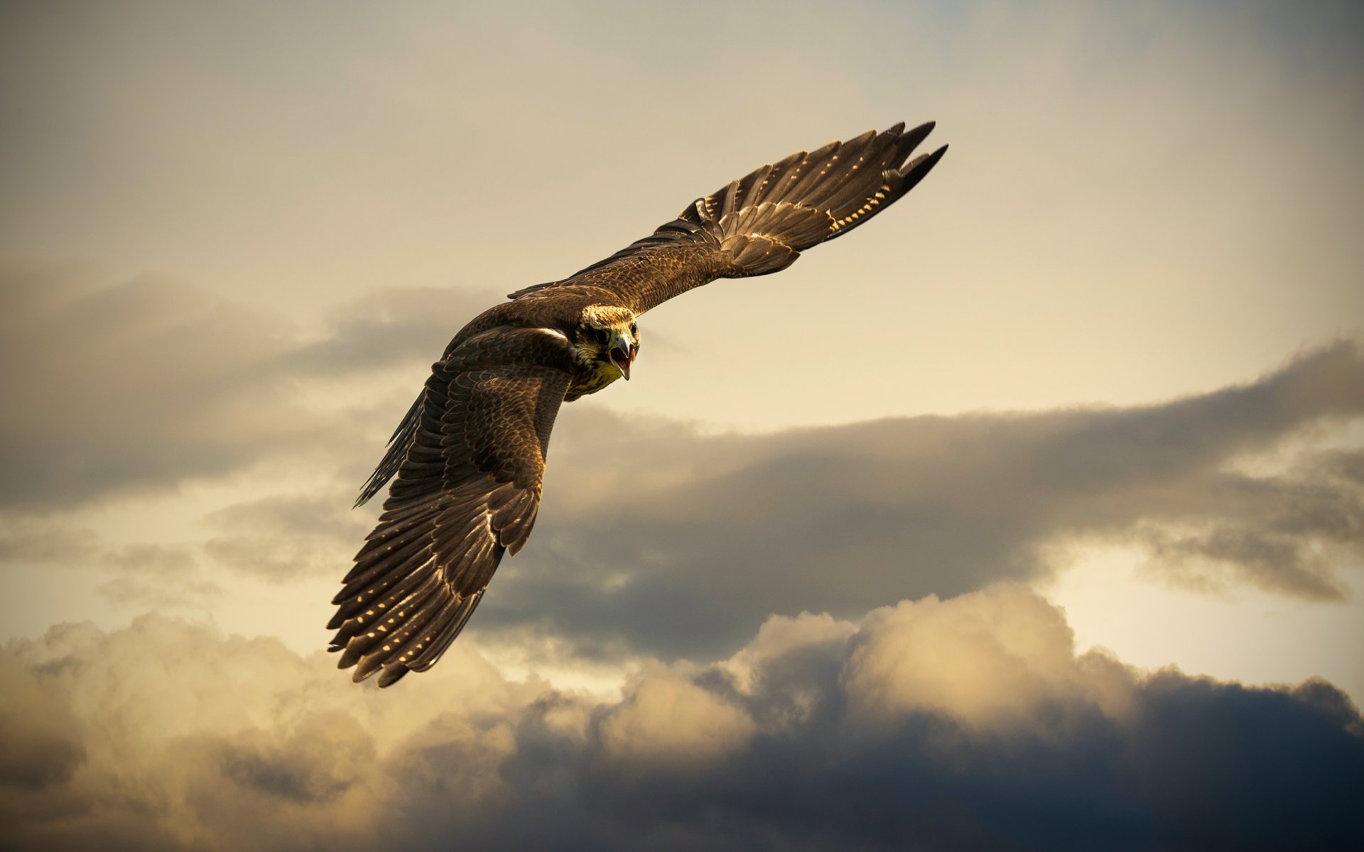 buchs schweiz vogel himmel wolken adler fliegen