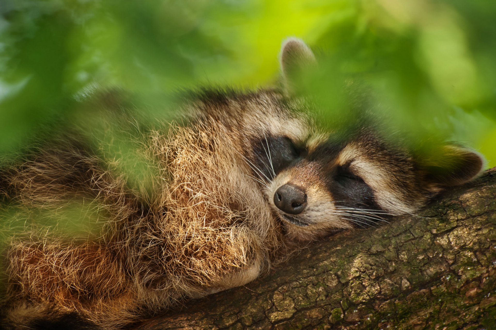 tree leaves raccoon sleeping