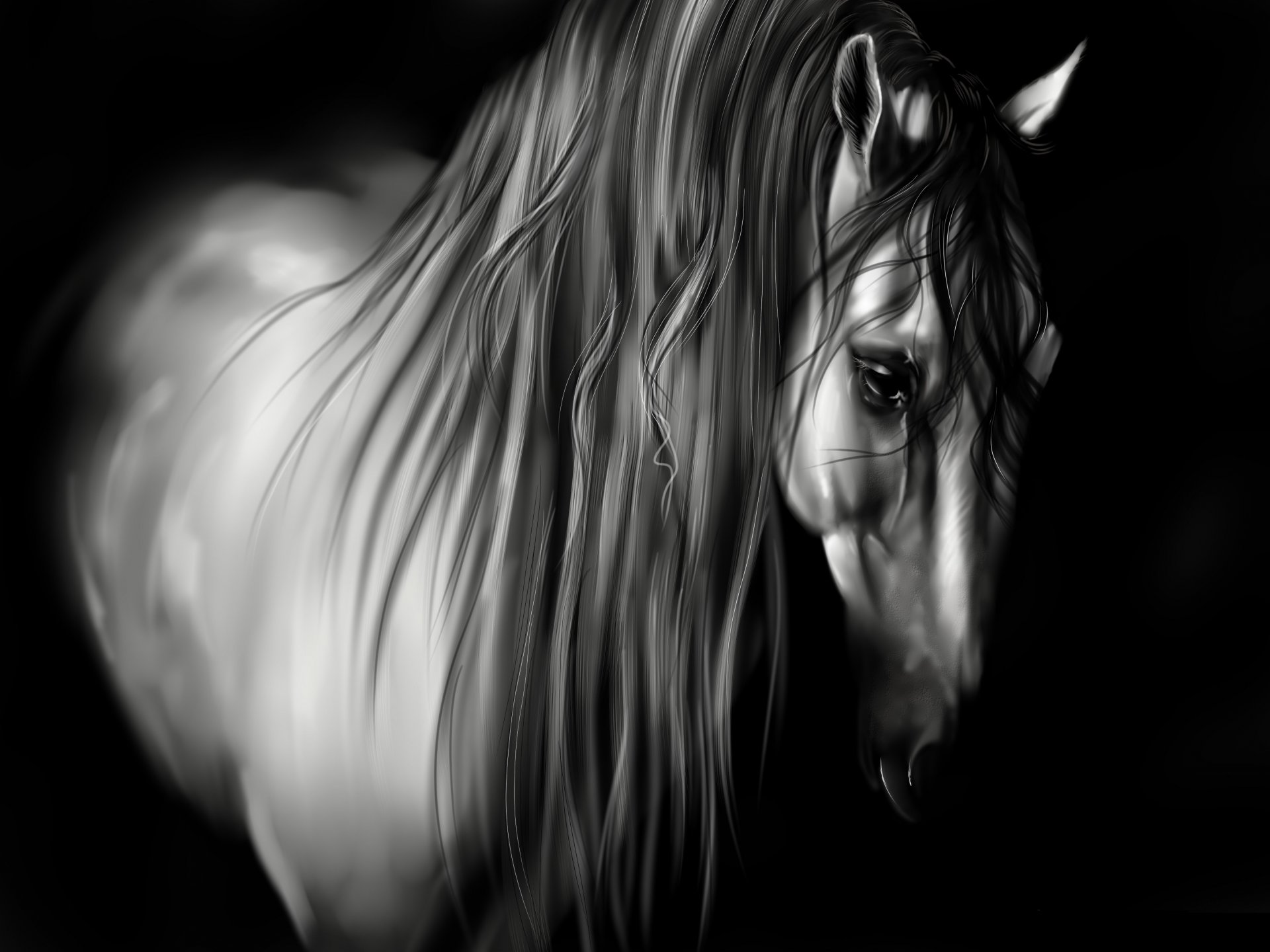 animals horse mane black and white black background