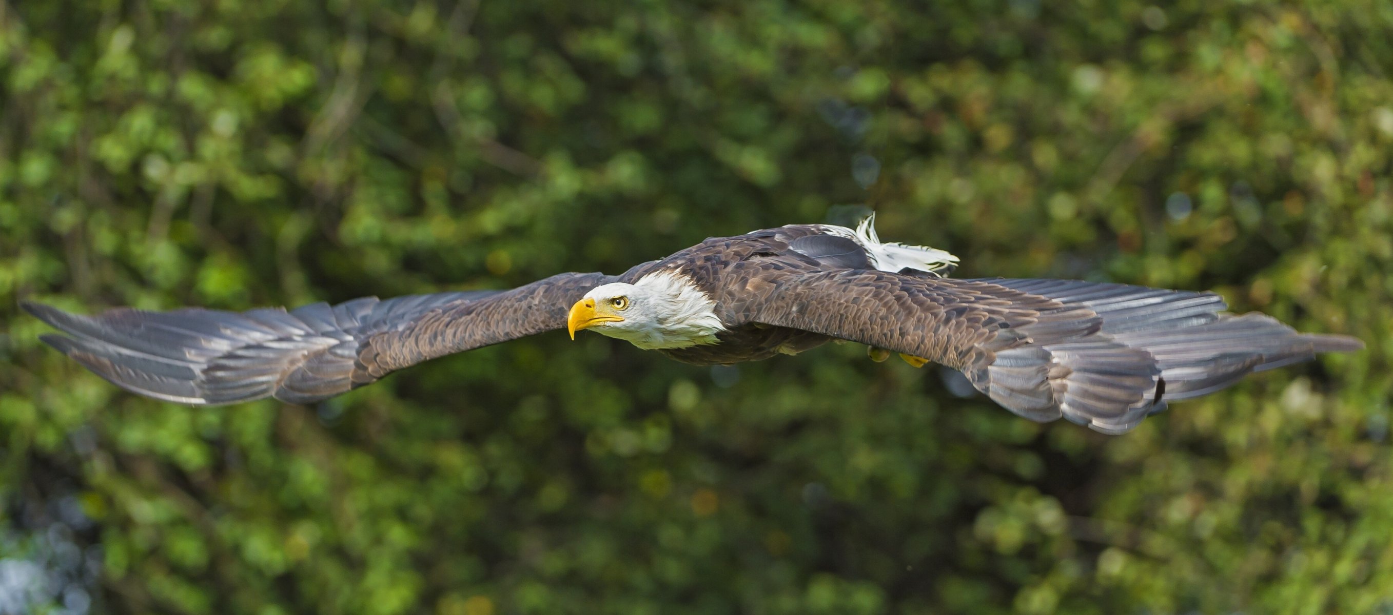 águila calva pájaro depredador alas