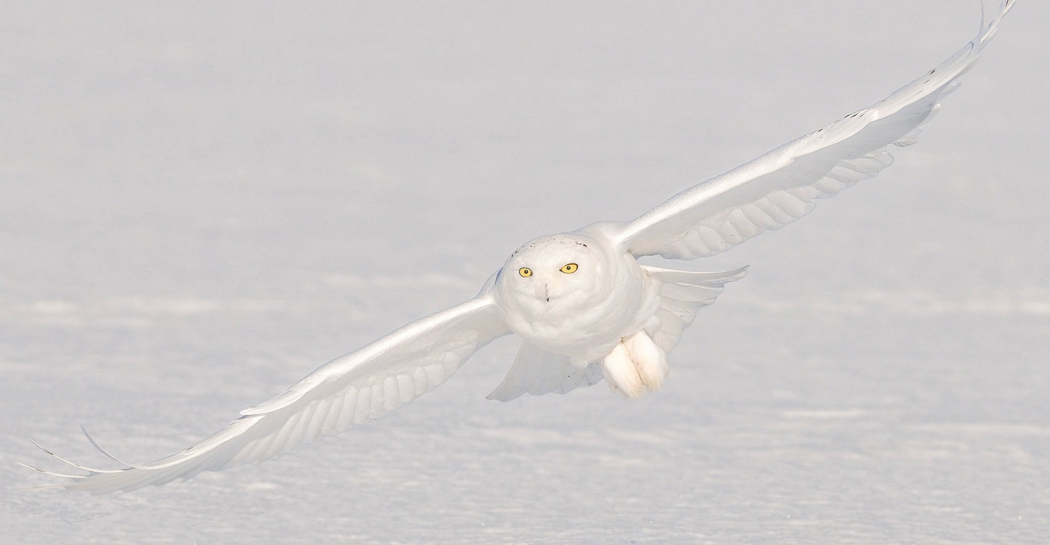 owl polar snow